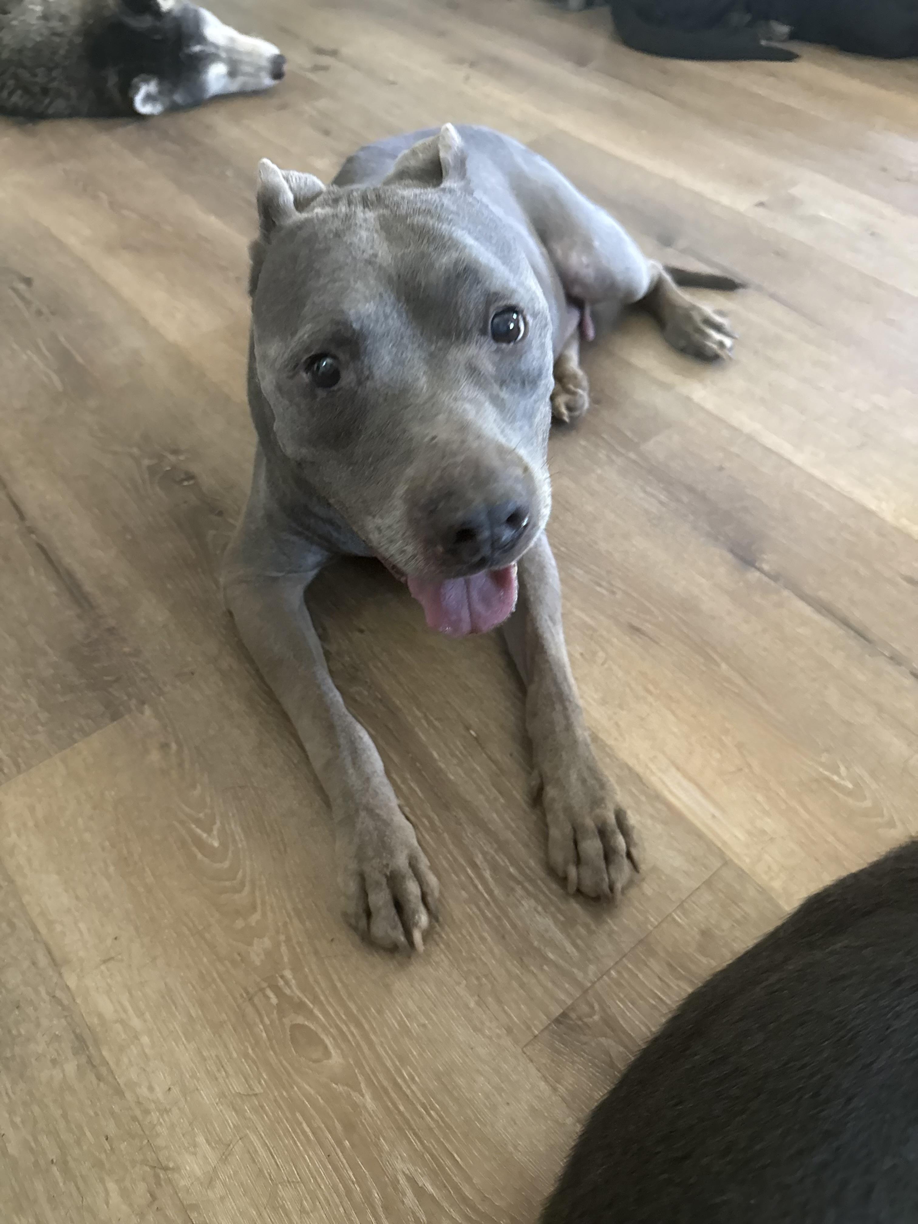 Enlarge BLUE, a ADOPTABLE Pit Bull Terrier in Portland , OR image 3/6