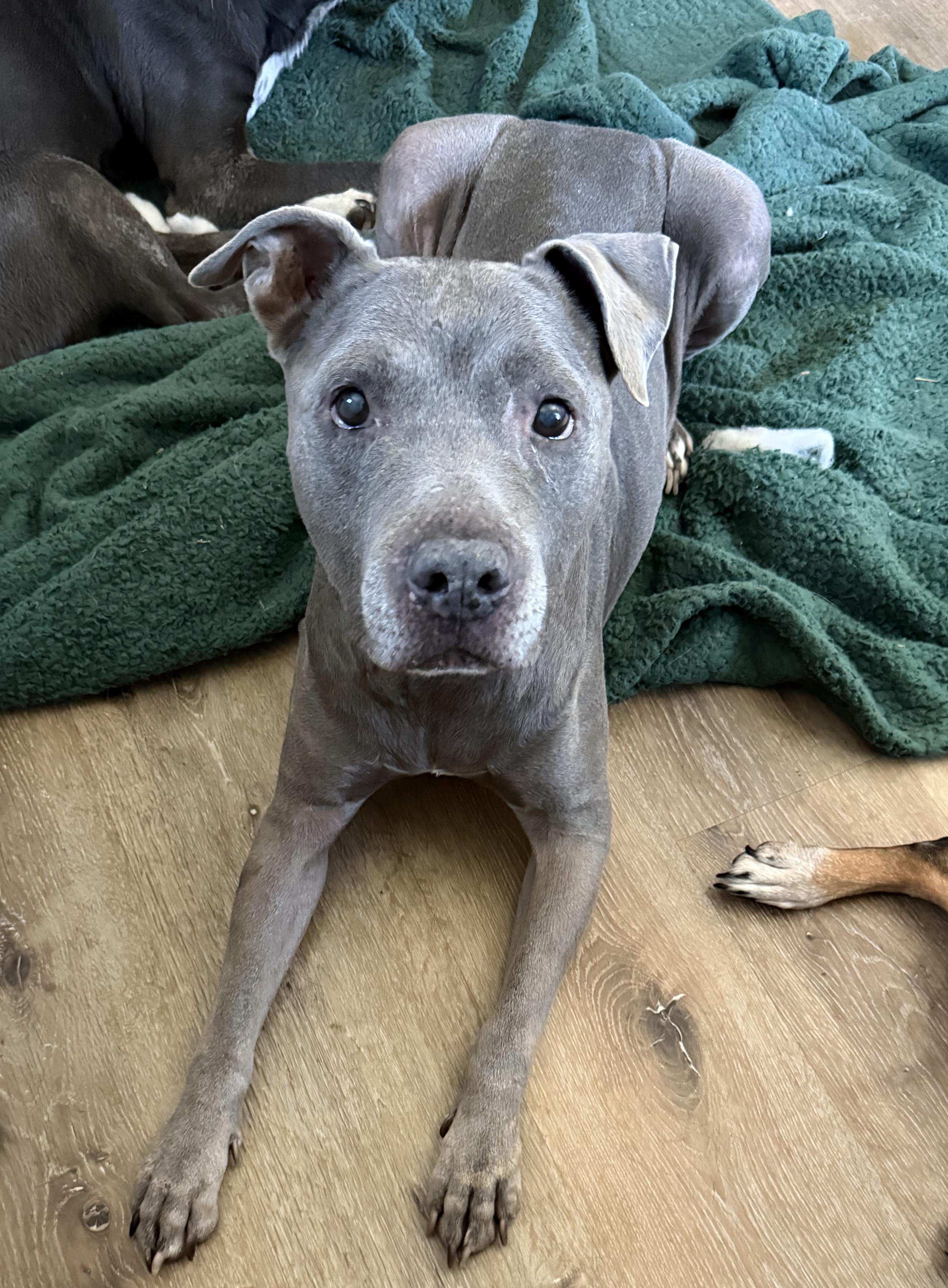 Enlarge BLUE, a ADOPTABLE Pit Bull Terrier in Portland , OR image 1/6