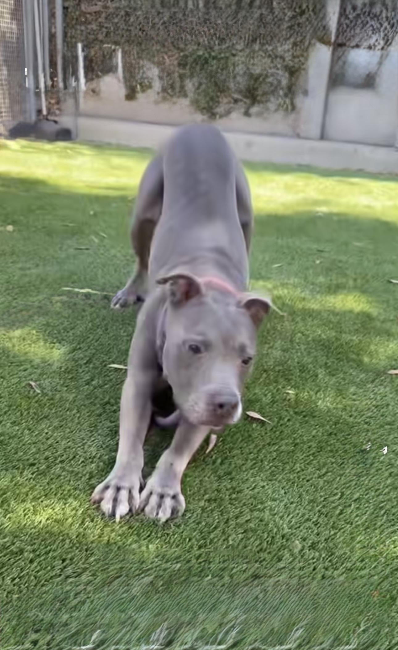 Enlarge BLUE, a ADOPTABLE Pit Bull Terrier in Portland , OR image 6/6