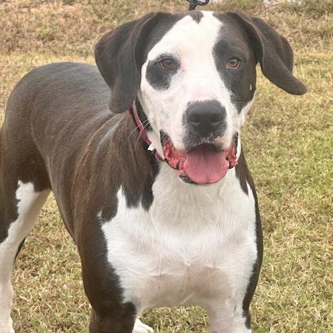 Davenport, Adoptable, Adult Male Hound.