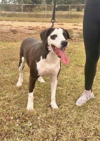 Davenport, a Adoptable Hound in Manchester, CT image 5/6