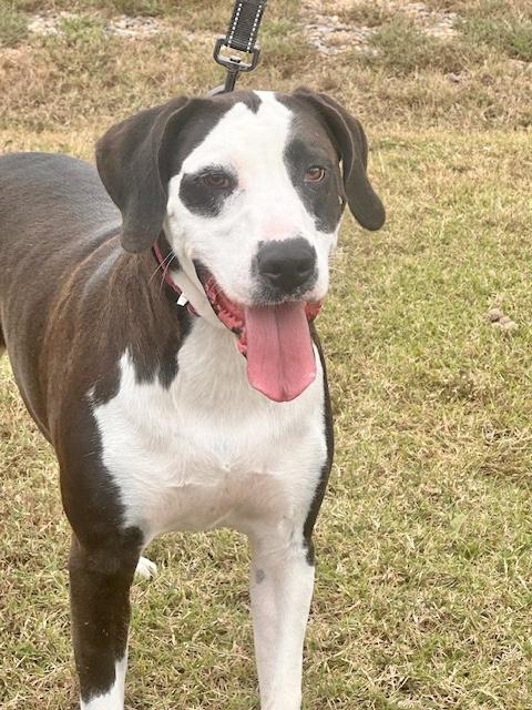 Davenport, a Adoptable Hound in Manchester, CT image 2/6