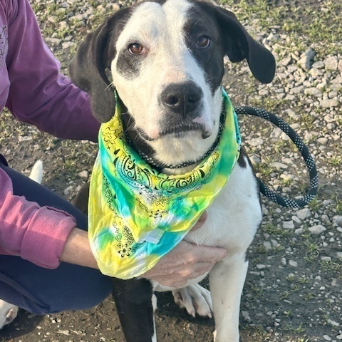Davenport, a Adoptable Hound in Manchester, CT image 6/6