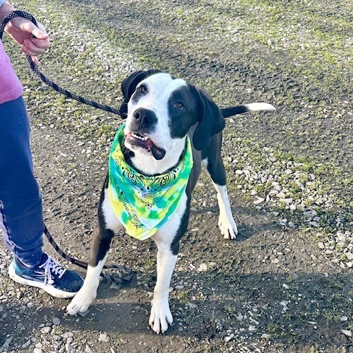 Davenport, a Adoptable Hound in Manchester, CT image 4/6