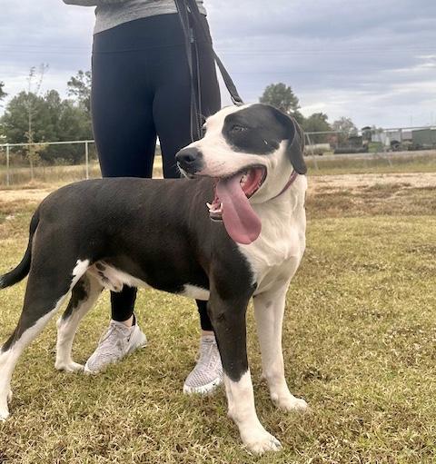 Davenport, a Adoptable Hound in Manchester, CT image 3/6