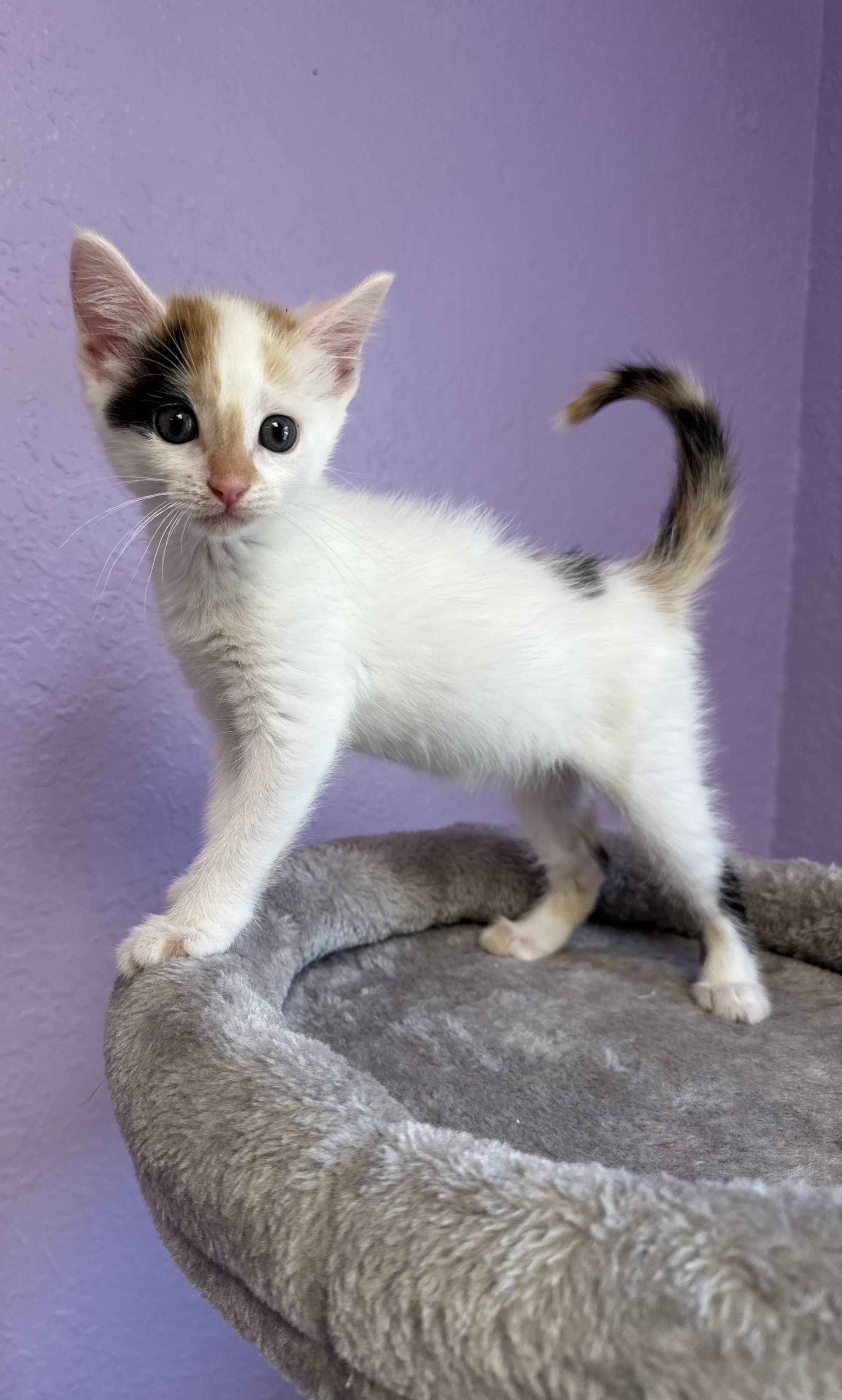 Calypso Kitten Calico
