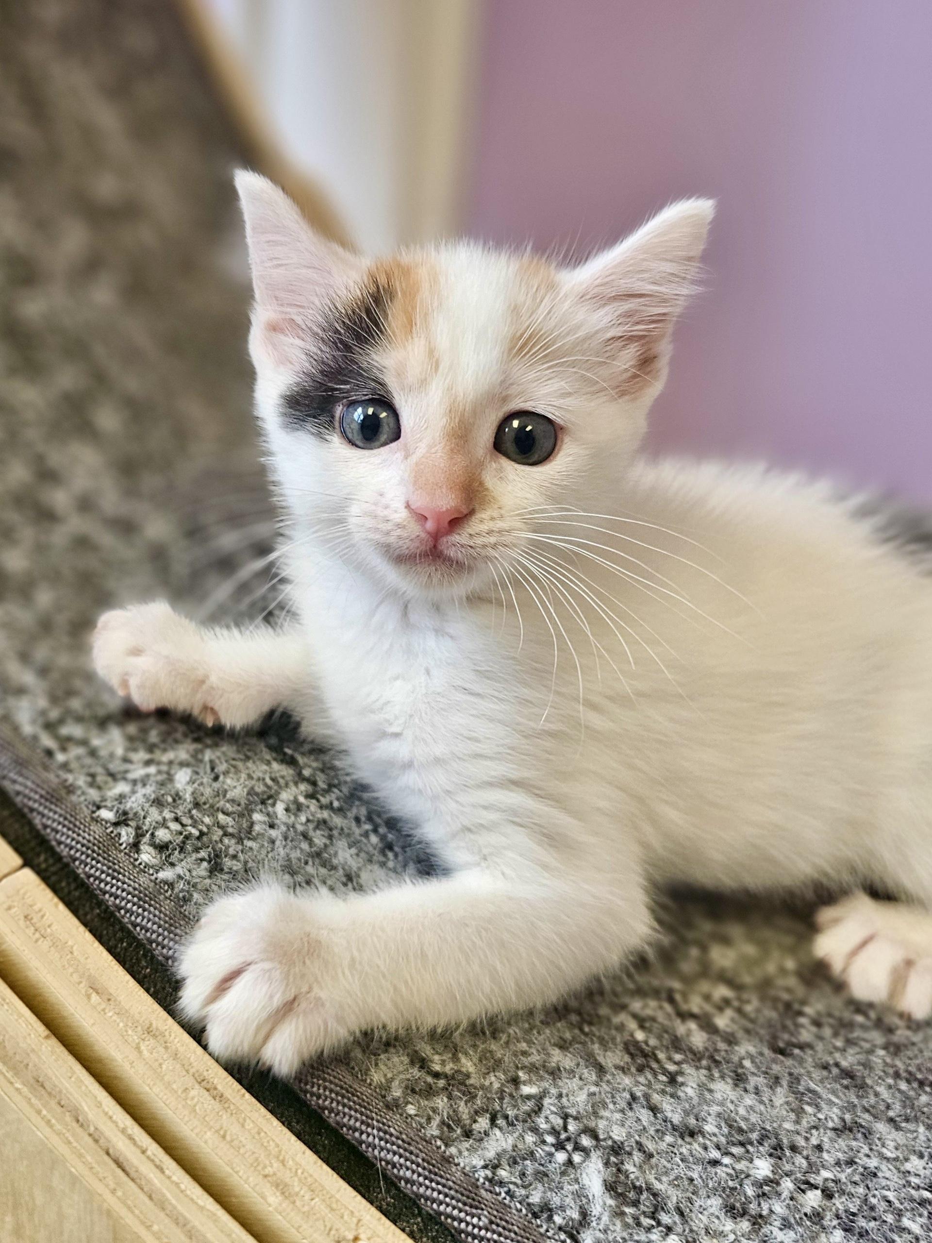 Calypso Kitten Calico