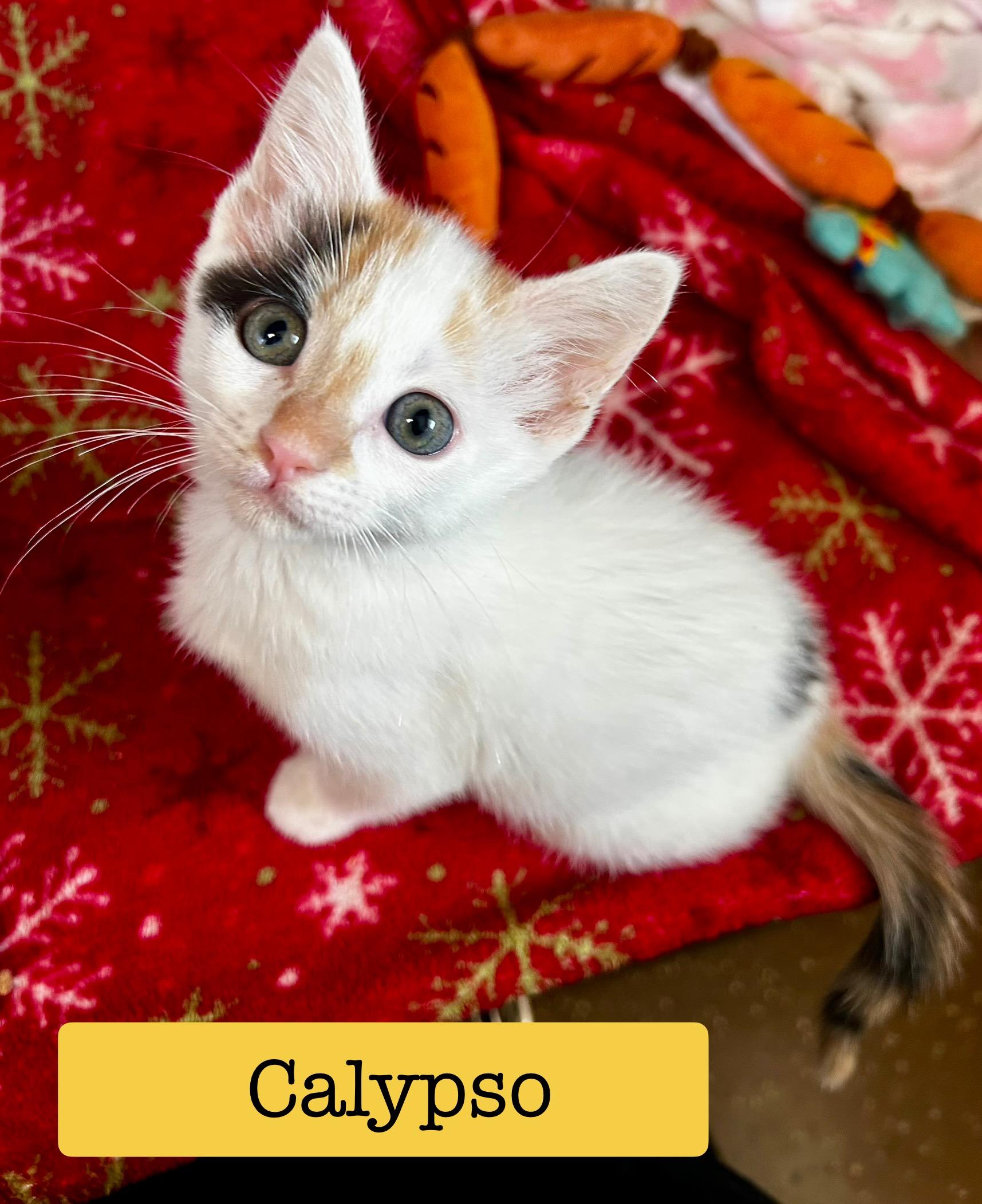Calypso Kitten Calico