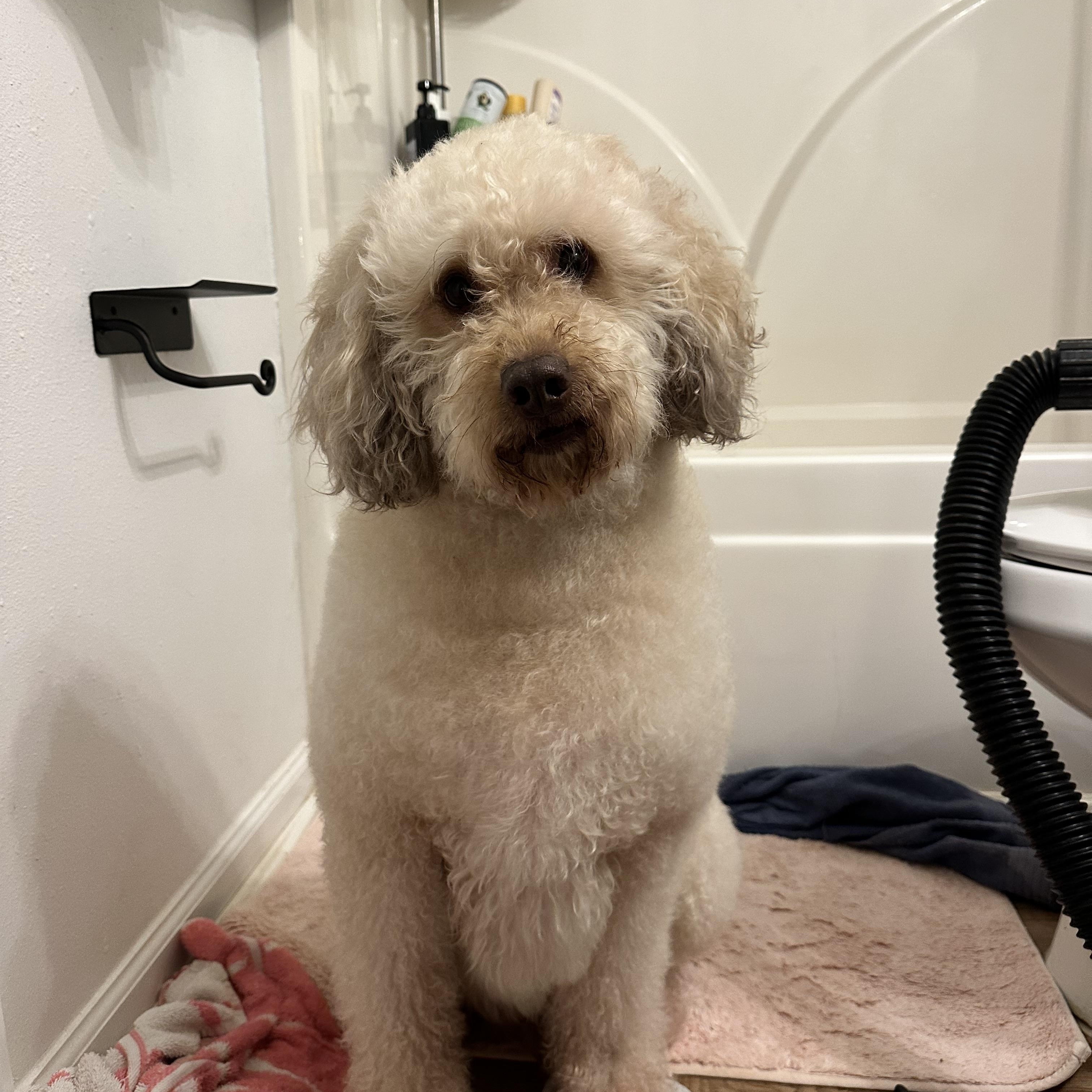 Enlarge Louie, a ADOPTABLE mixed breed in Atlanta, GA image 2/4