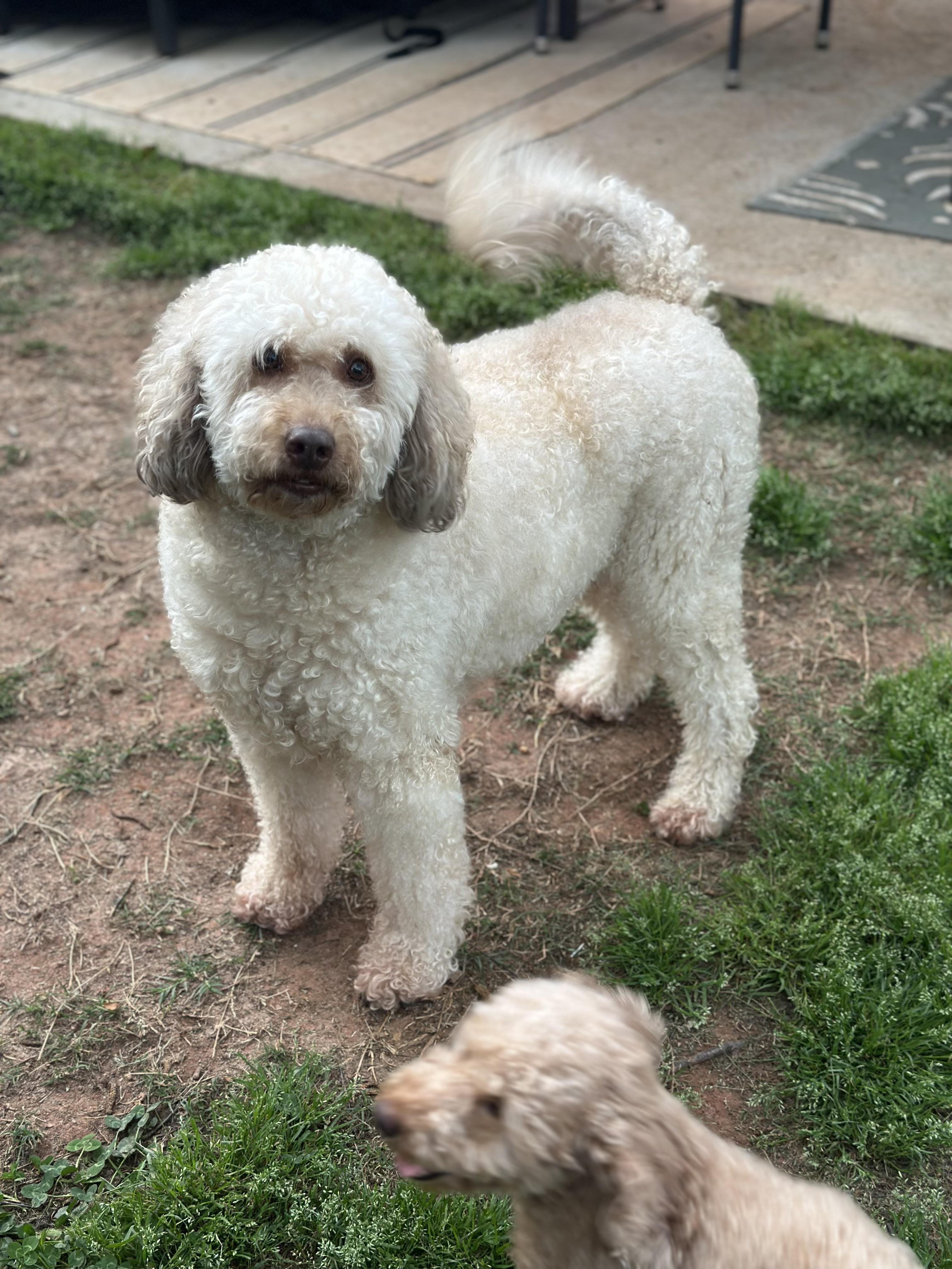 Enlarge Louie, a ADOPTABLE mixed breed in Atlanta, GA image 3/4
