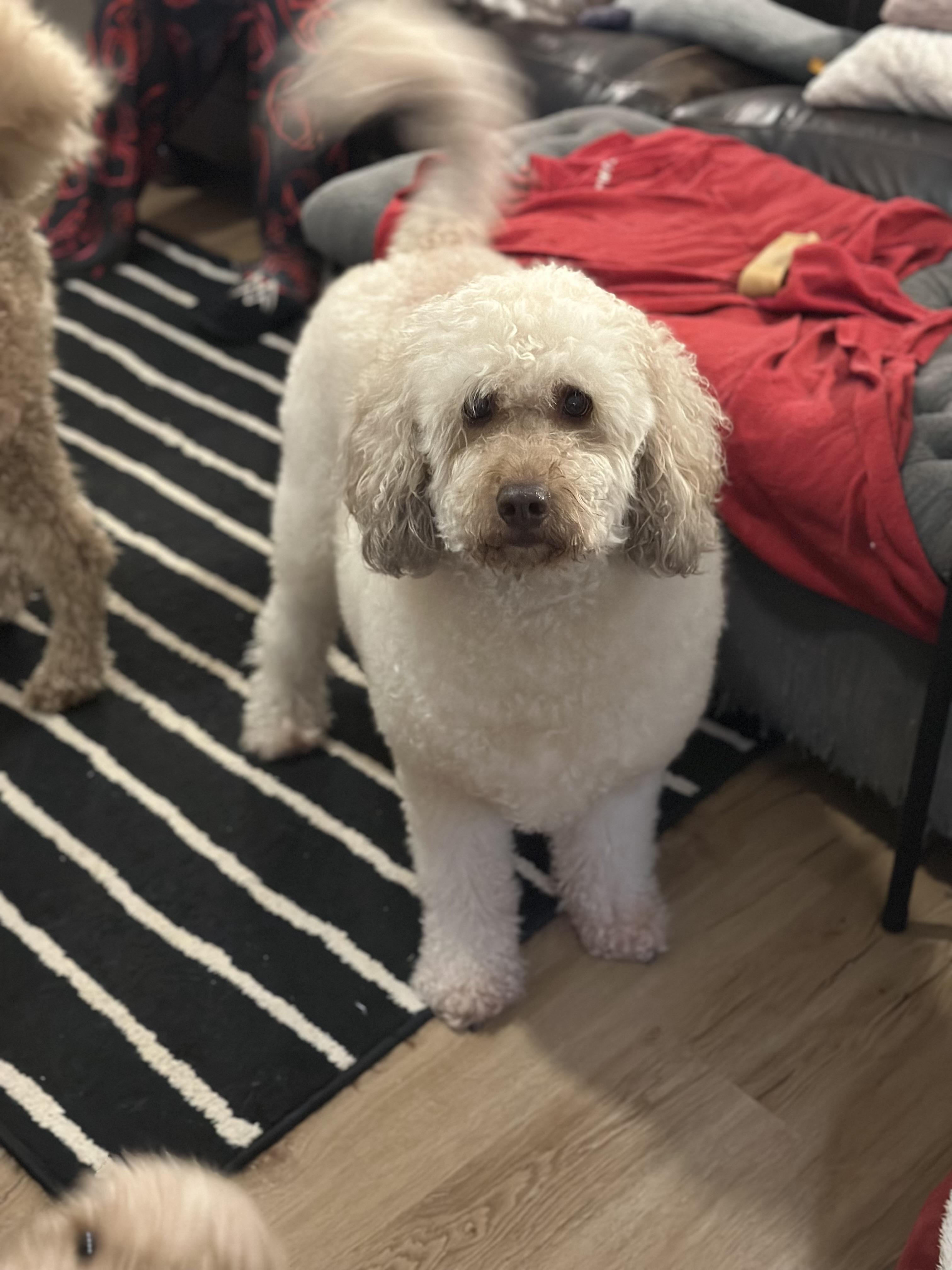 Enlarge Louie, a ADOPTABLE mixed breed in Atlanta, GA image 4/4