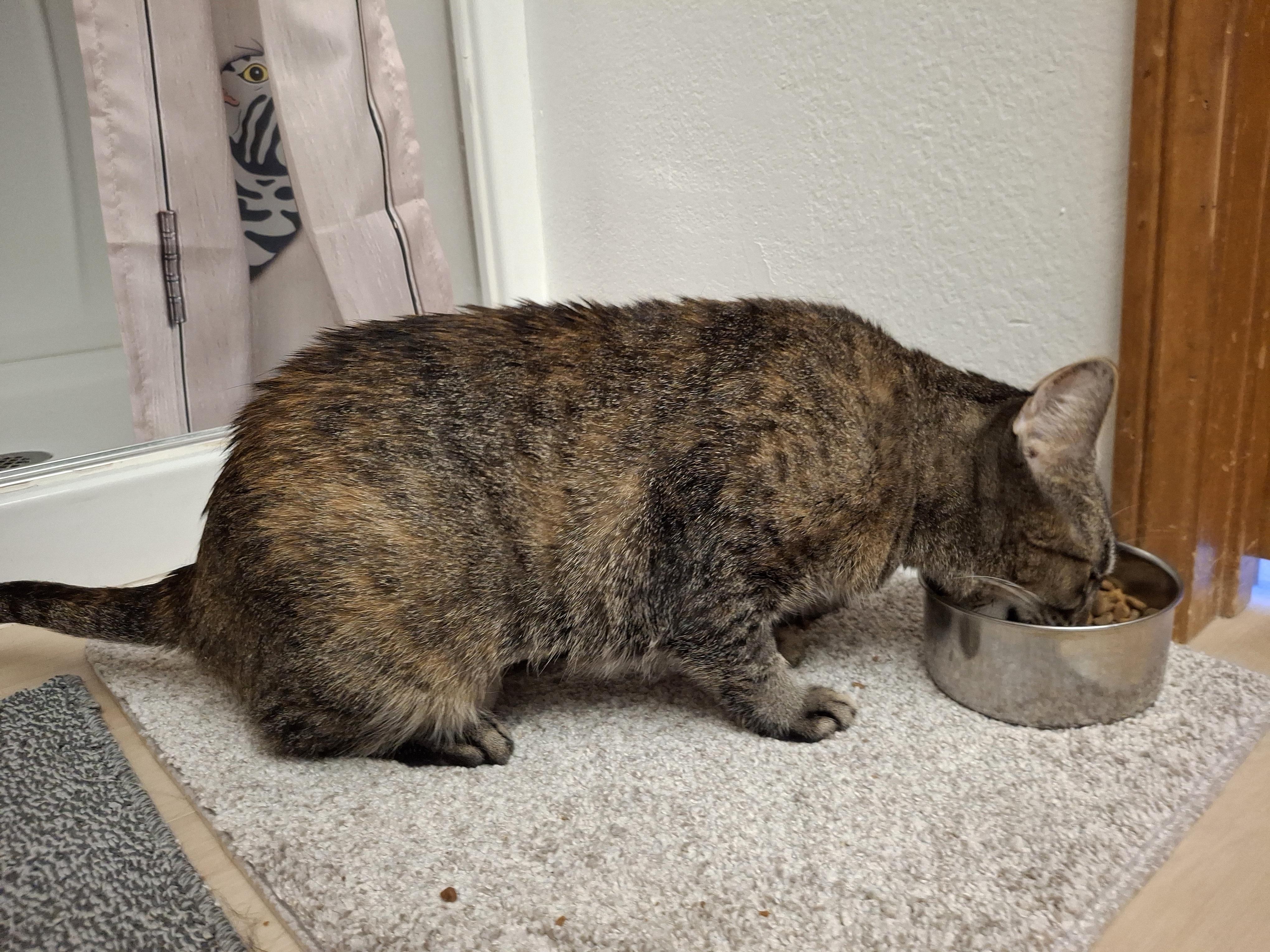Enlarge O'Malley, a Adoptable mixed breed in Riverside, CA image 2/3