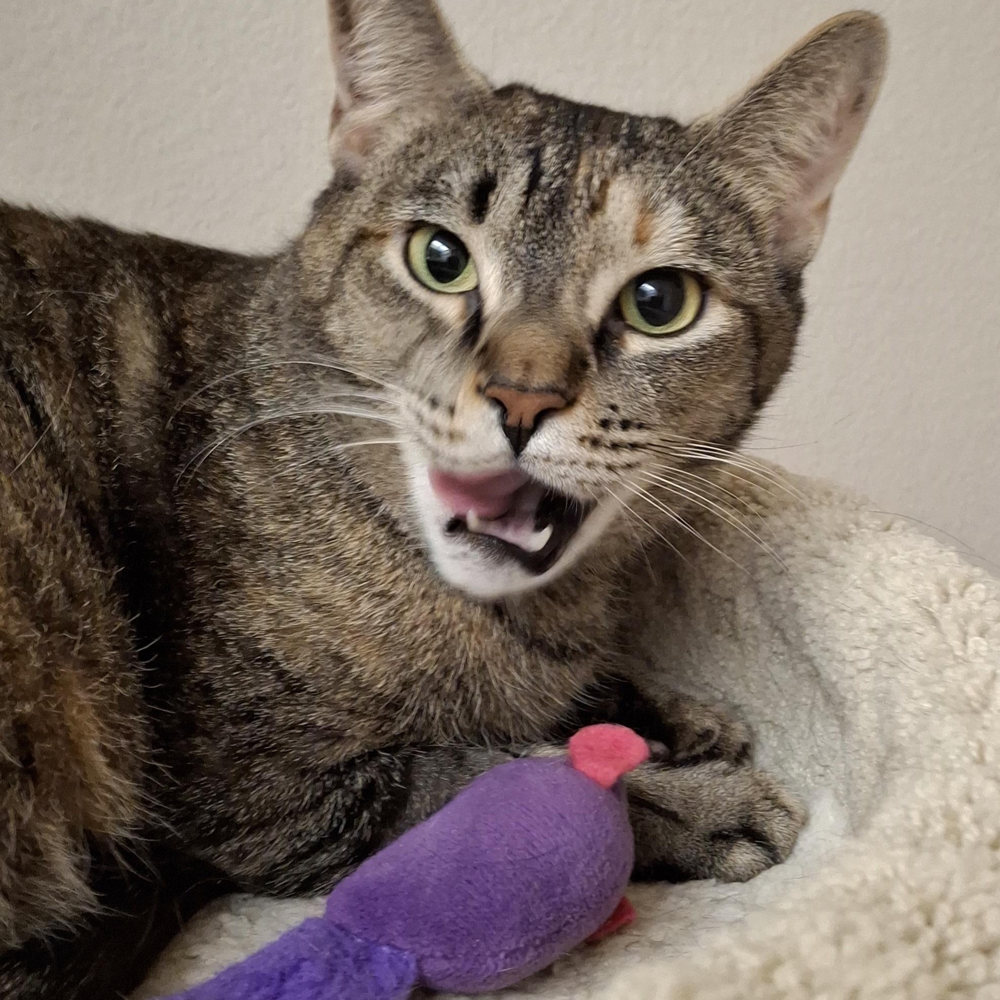 Enlarge O'Malley, a Adoptable mixed breed in Riverside, CA image 1/3