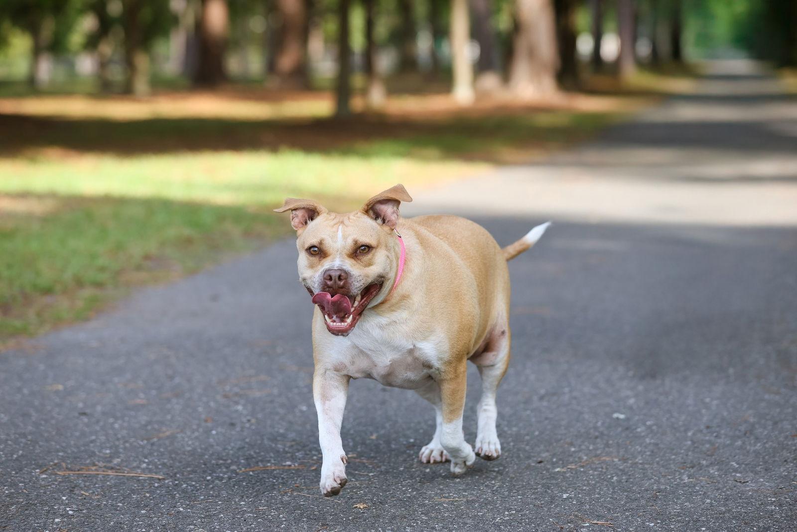 Gracie Jacks, Adoptable, Adult Female Mixed Breed.