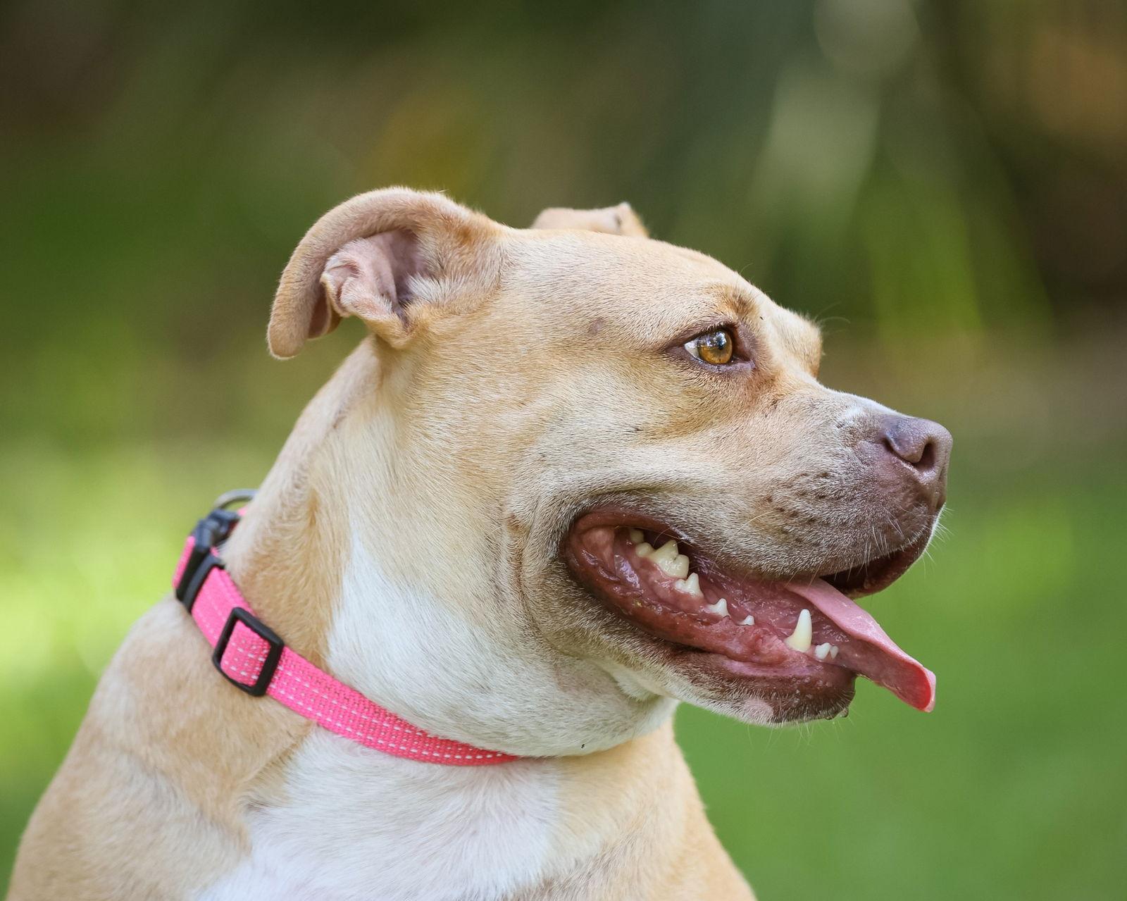Gracie Jacks, a Adoptable Mixed Breed in Gainesville, FL image 2/3