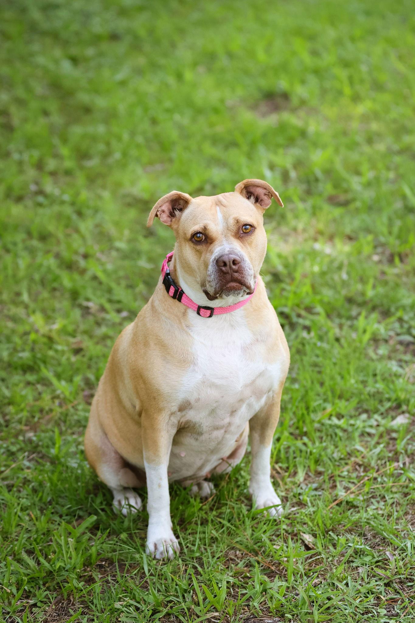 Gracie Jacks, a Adoptable Mixed Breed in Gainesville, FL image 3/3