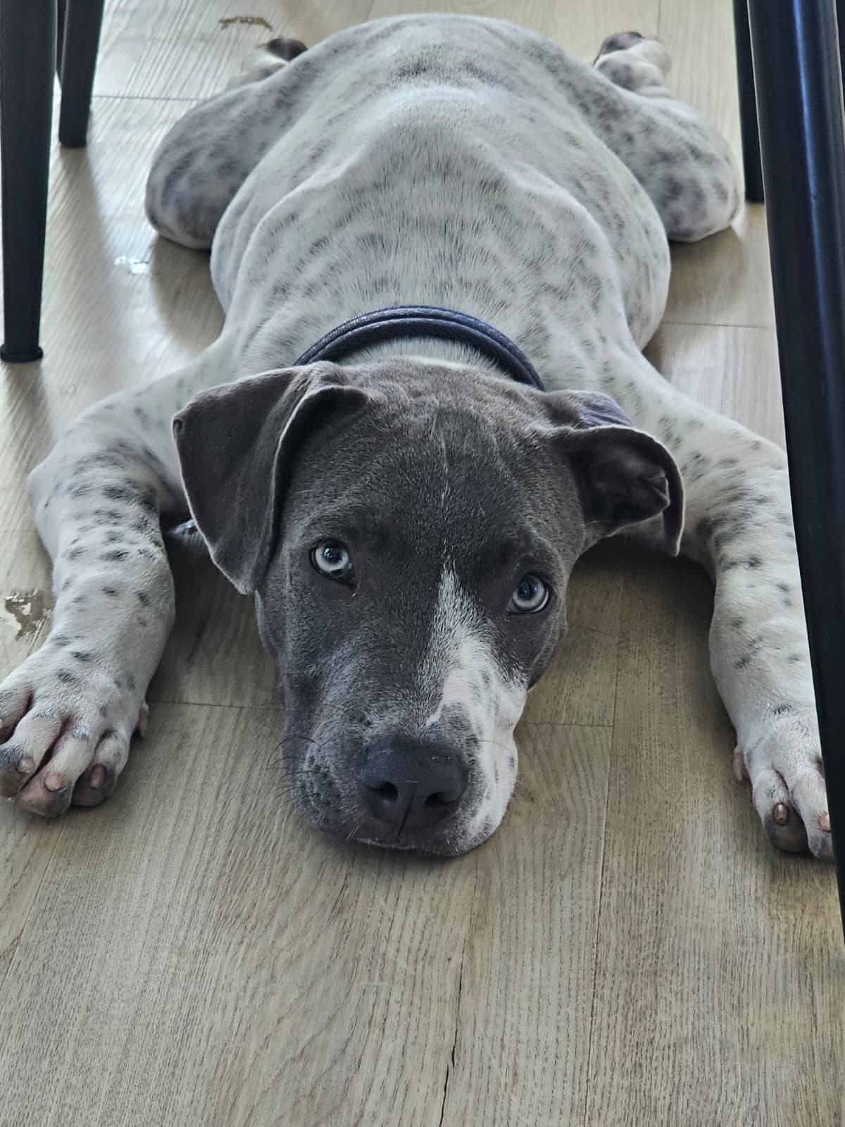 Rokus, Adopted, Puppy Male Mastiff.