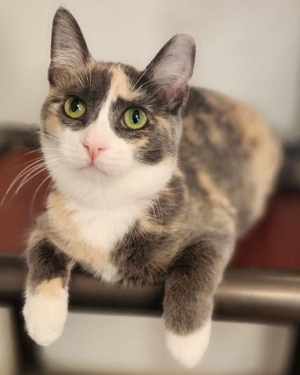 Enlarge Cat 27723 (Cupcake), a Adoptable Dilute Calico in Parlier, CA image 2/6