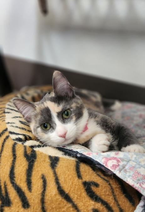 Enlarge Cat 27723 (Cupcake), a Adoptable Dilute Calico in Parlier, CA image 3/6