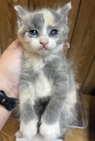Enlarge Cat 27723 (Cupcake), a Adoptable Dilute Calico in Parlier, CA image 4/6