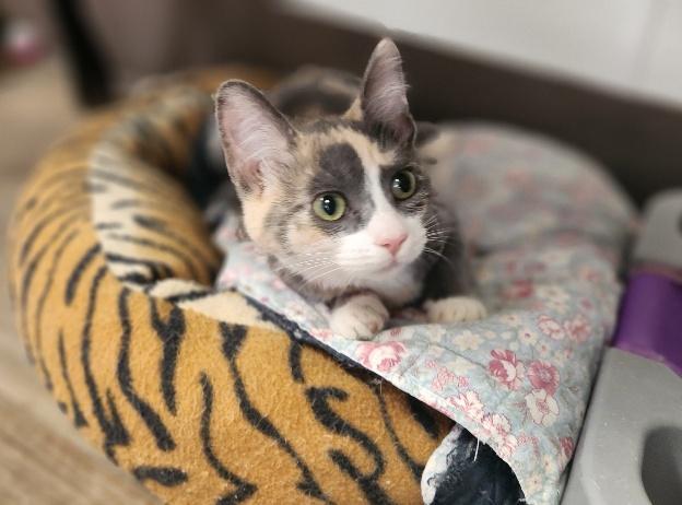 Enlarge Cat 27723 (Cupcake), a Adoptable Dilute Calico in Parlier, CA image 5/6