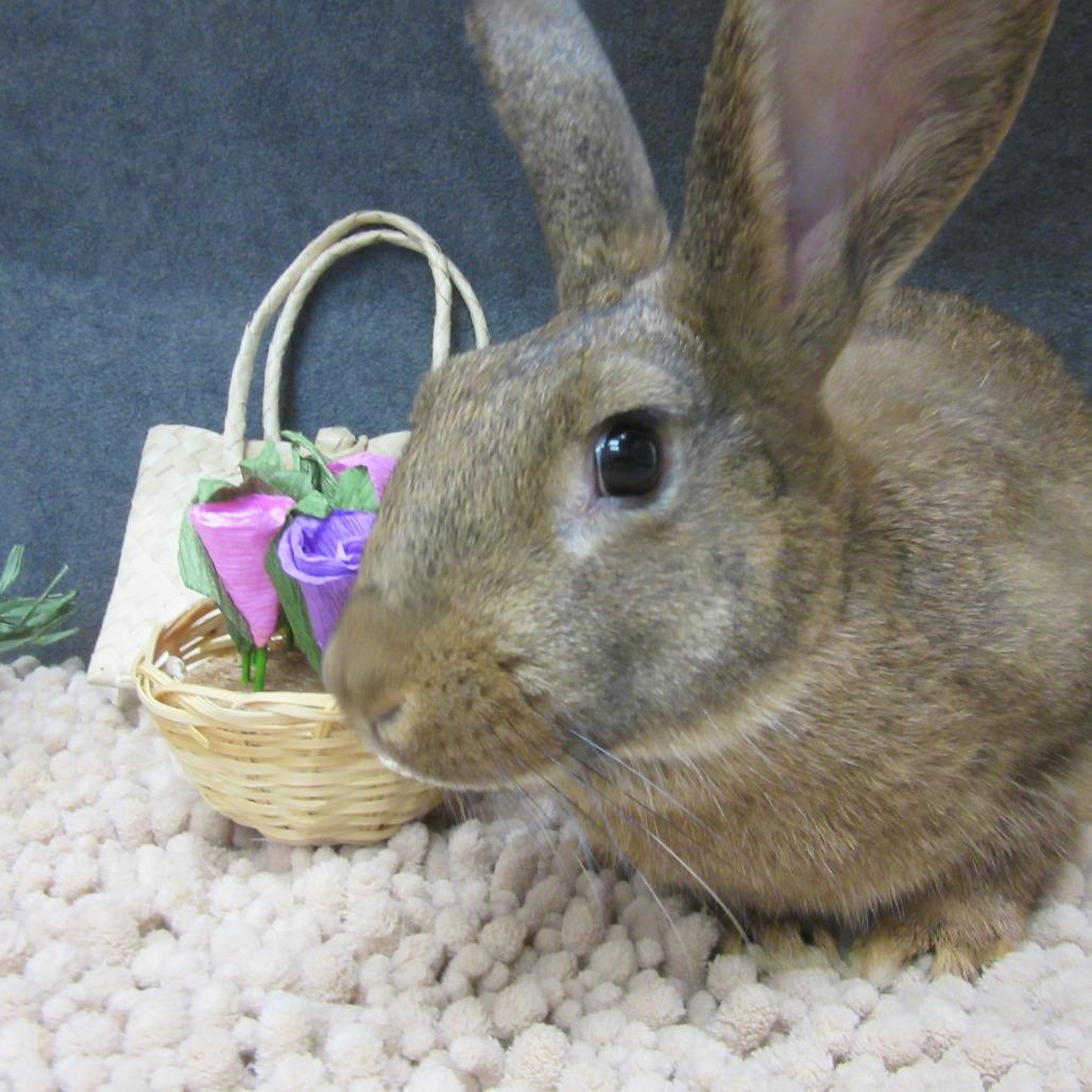 Hera, Adoptable, Young Female New Zealand.