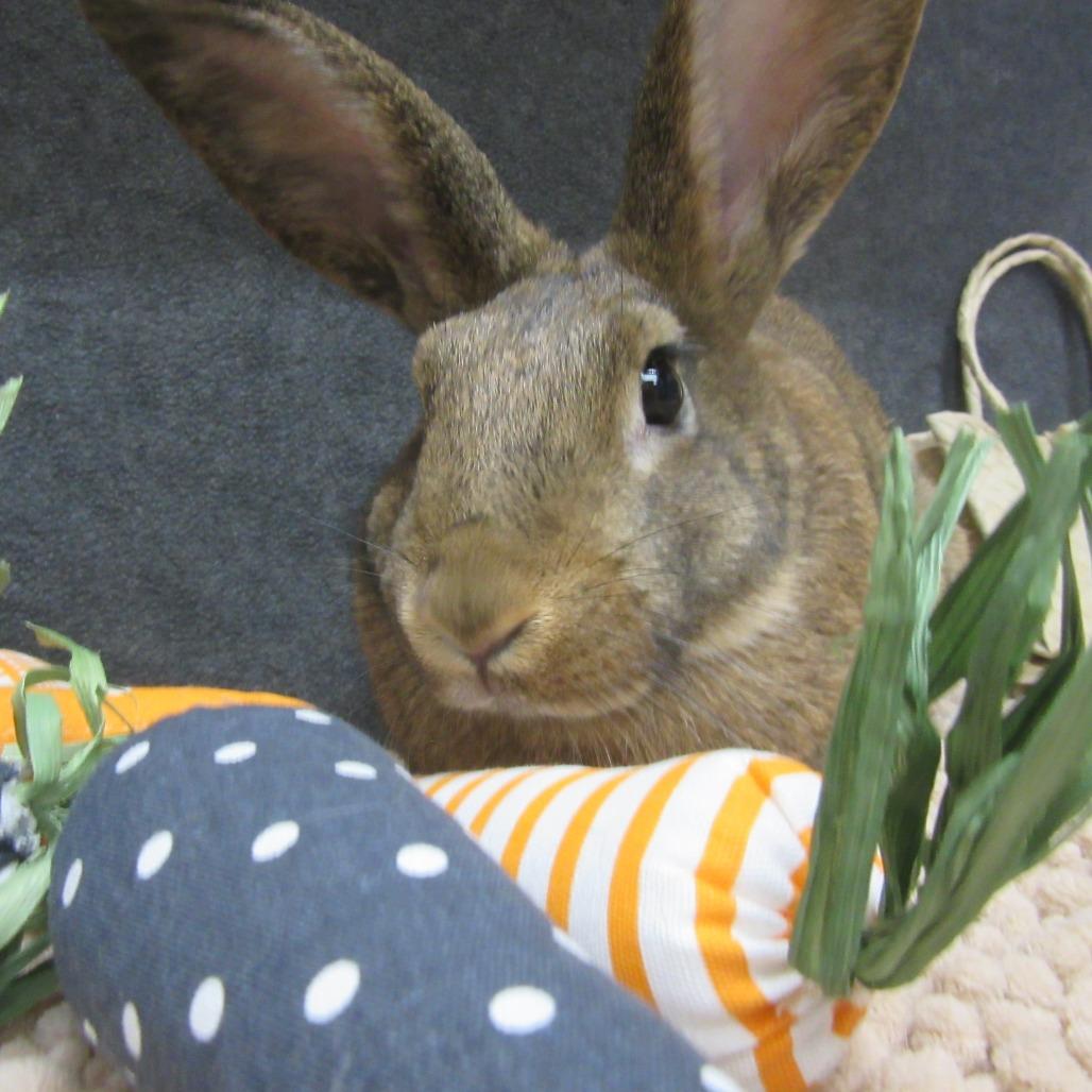 Enlarge Hera, a Adoptable New Zealand in Newport, PA image 2/6