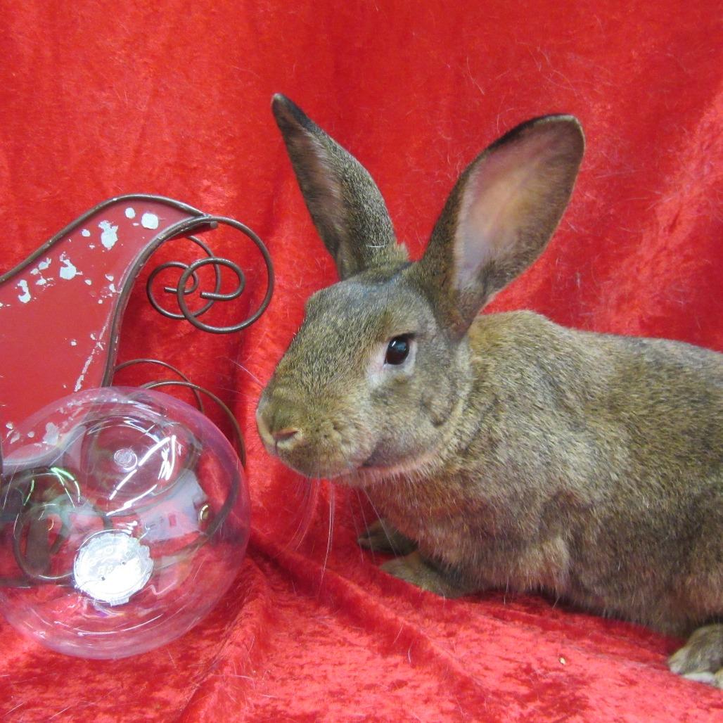 Enlarge Hera, a Adoptable New Zealand in Newport, PA image 3/6