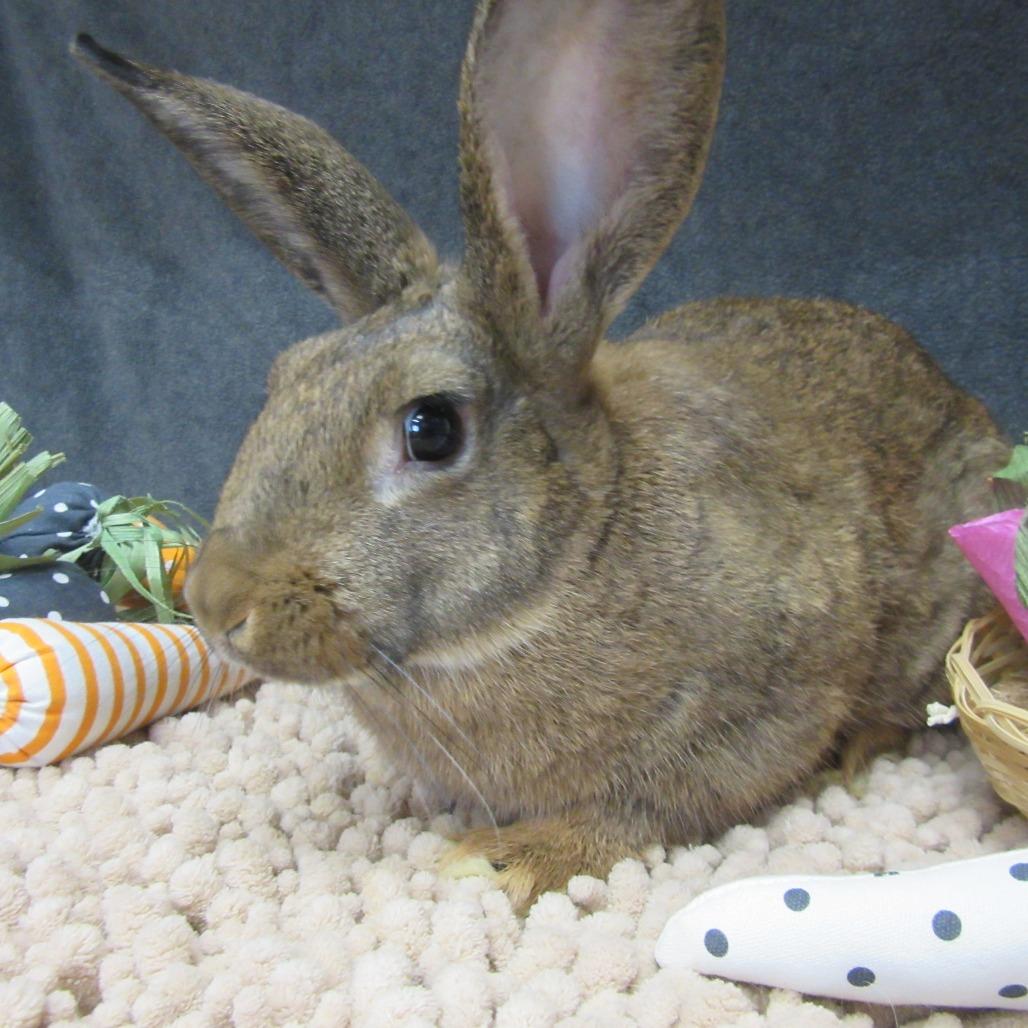 Enlarge Hera, a Adoptable New Zealand in Newport, PA image 5/6