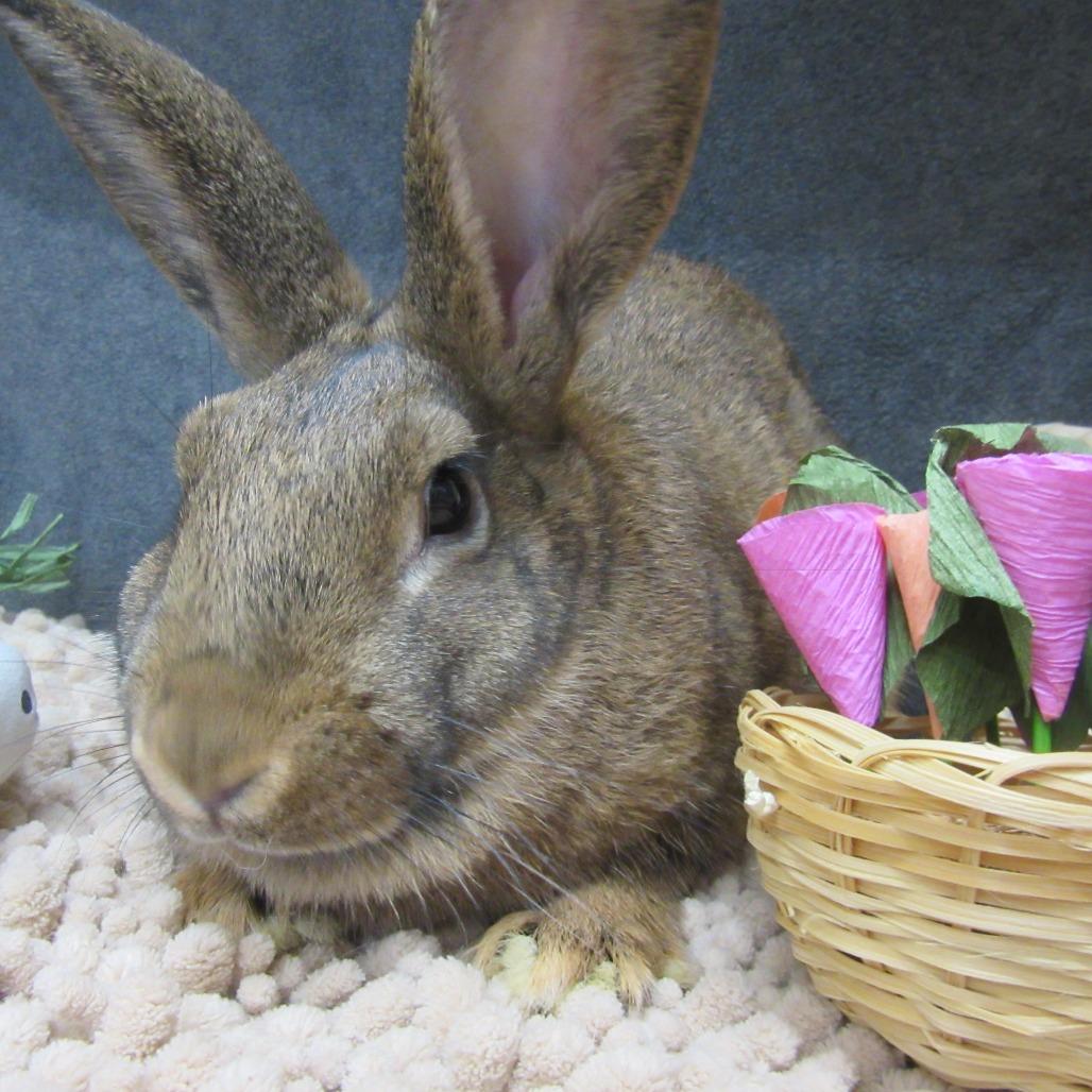 Enlarge Hera, a Adoptable New Zealand in Newport, PA image 6/6