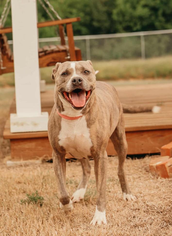 Enlarge Pebbles, an adopted Mixed Breed in Springhill, LA image 1/2