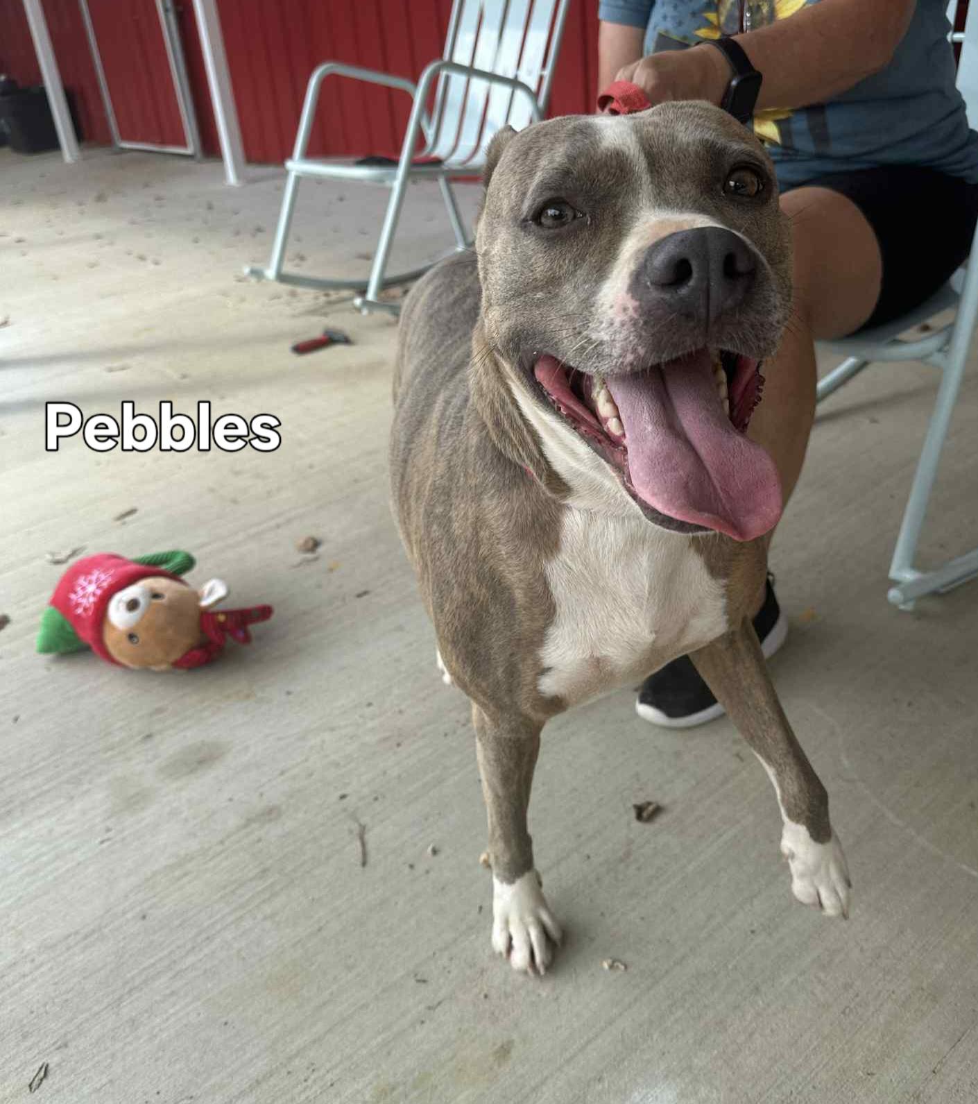 Enlarge Pebbles, a Adoptable Mixed Breed in Springhill, LA image 1/4