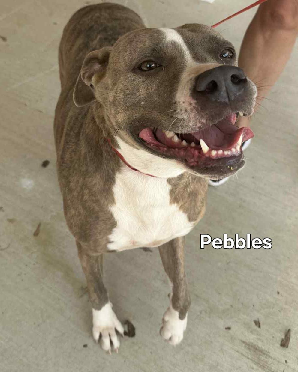 Enlarge Pebbles, a Adoptable Mixed Breed in Springhill, LA image 2/4