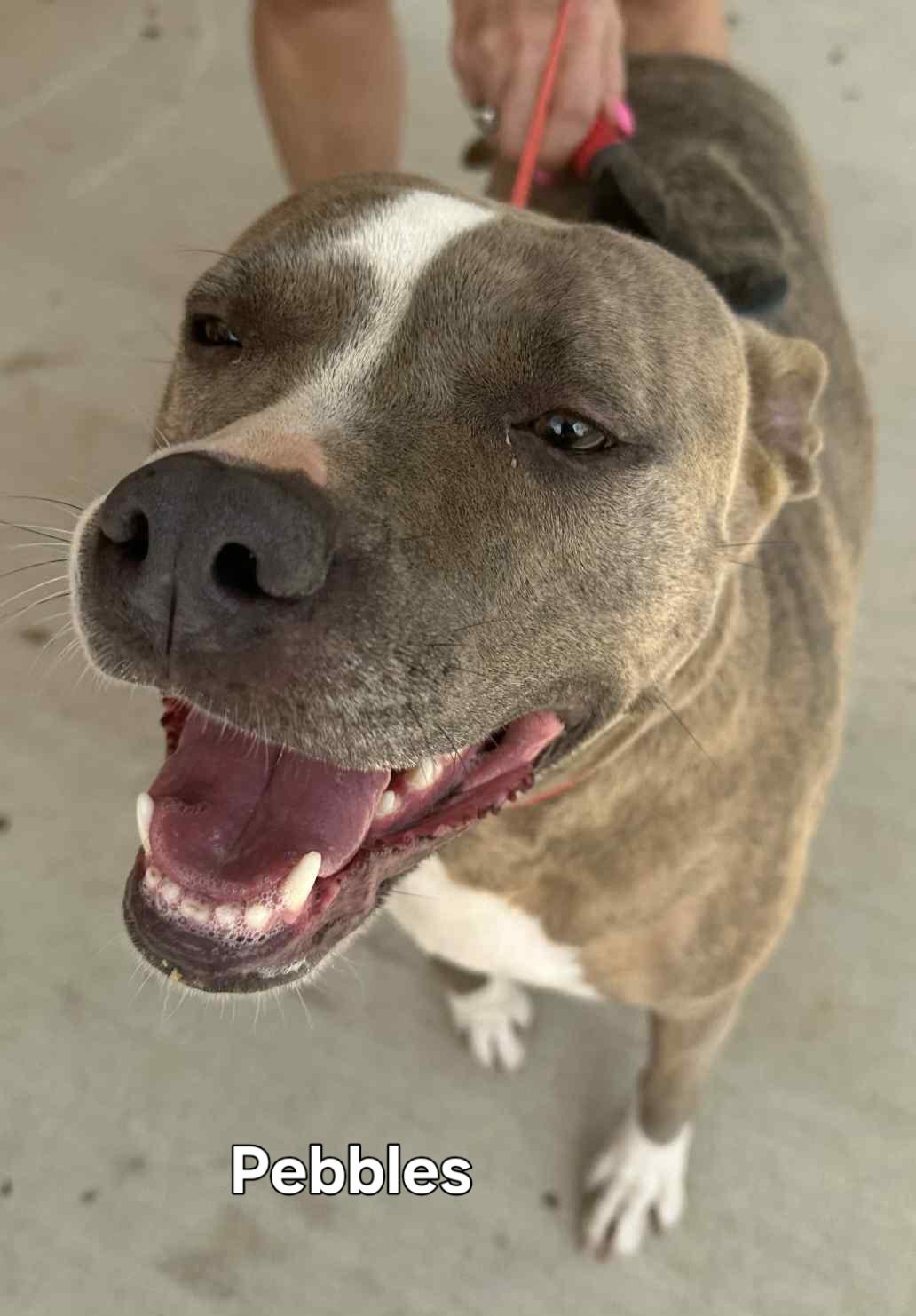 Enlarge Pebbles, a Adoptable Mixed Breed in Springhill, LA image 3/4