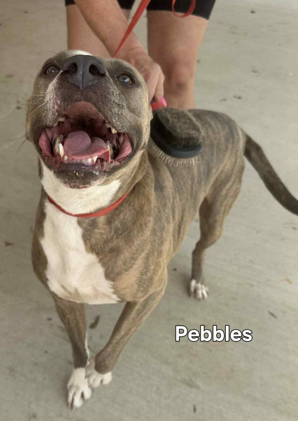 Enlarge Pebbles, a Adoptable Mixed Breed in Springhill, LA image 4/4