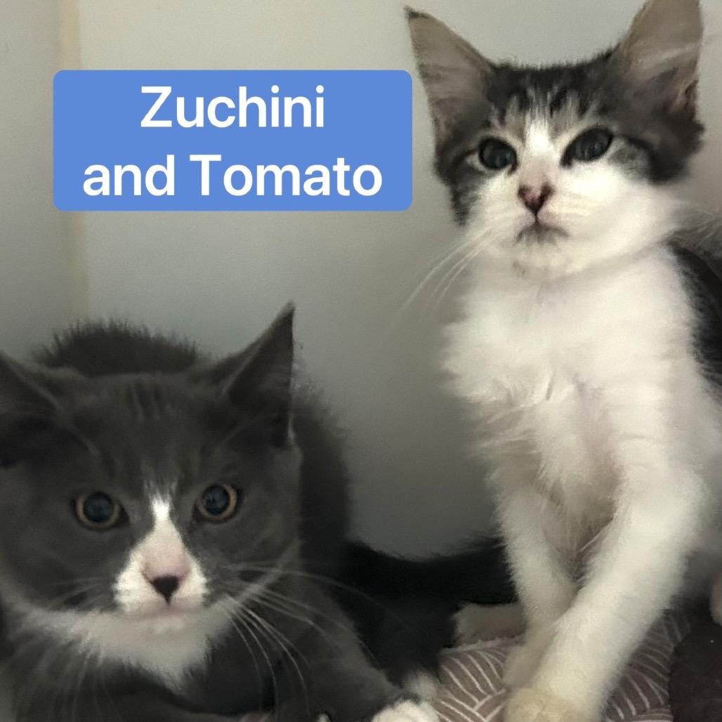 Tomato, Adoptable, Kitten Female Domestic Long Hair.