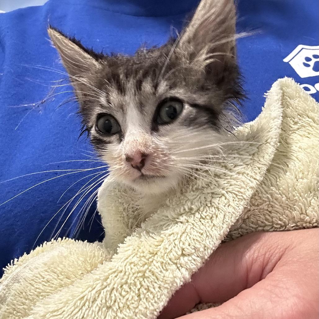 Enlarge Tomato, a Adoptable Domestic Long Hair in Oyster Bay, NY image 1/2