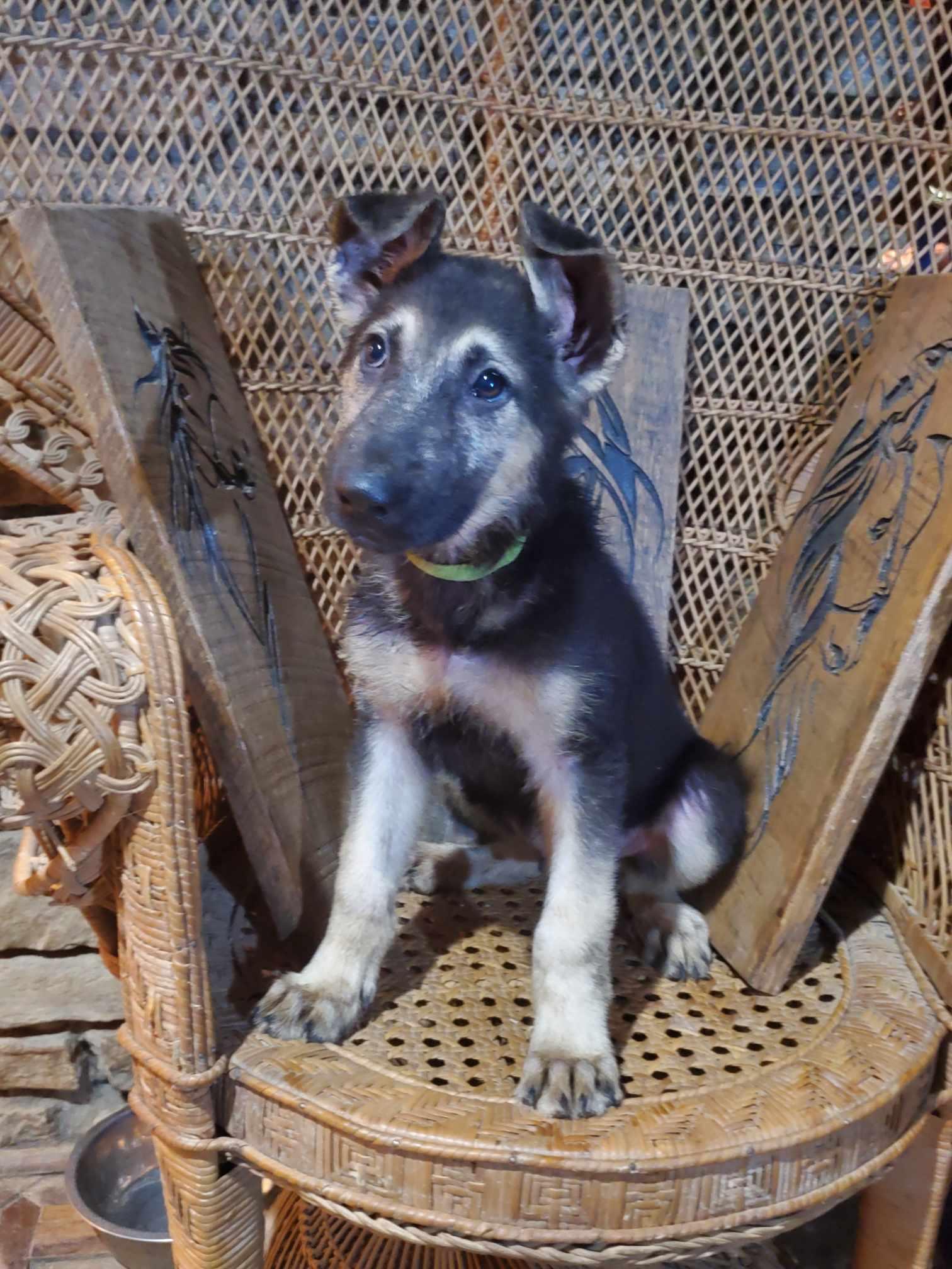 Edger, Adopted, Puppy Male German Shepherd Dog.