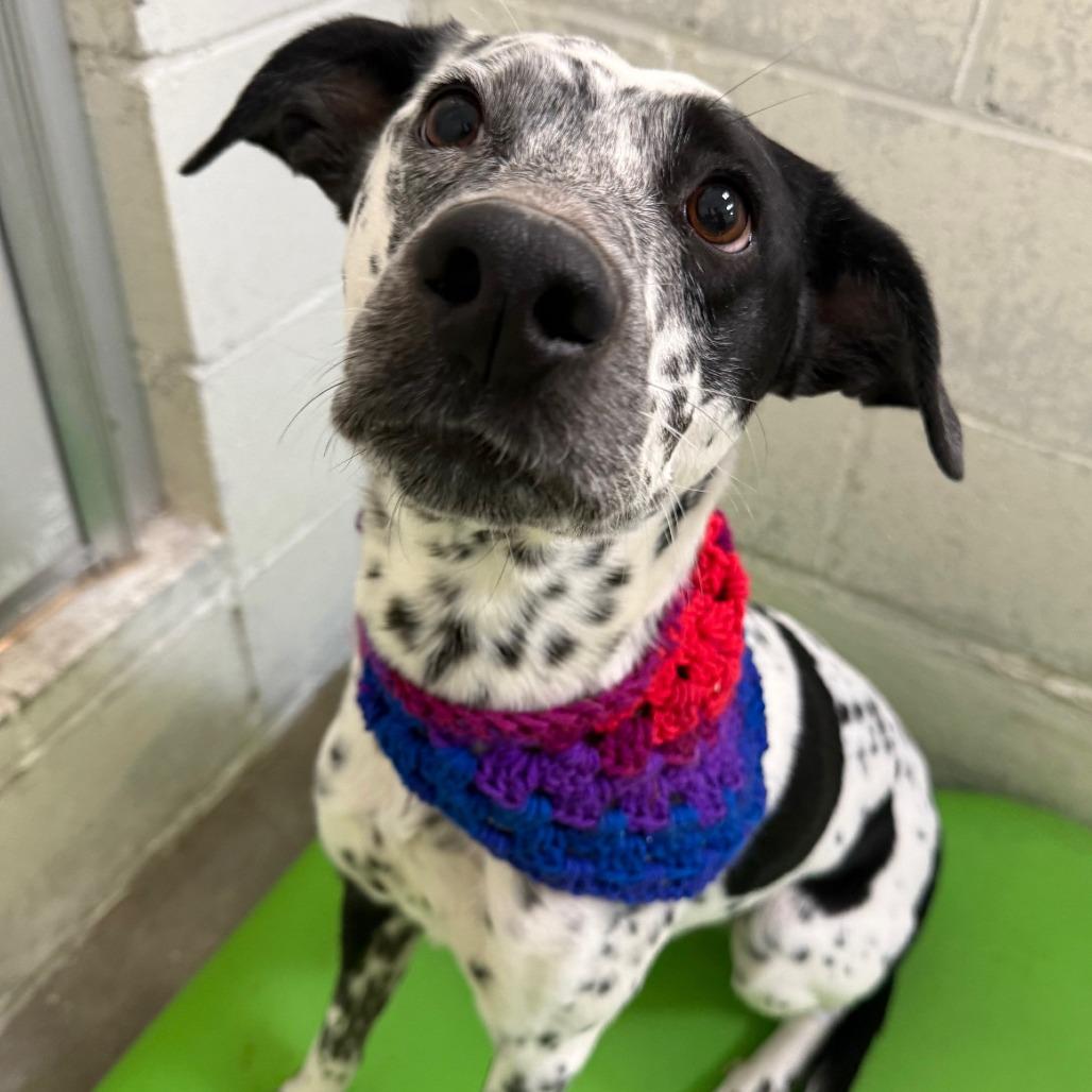 Dip Stick, Adoptable, Adult Female Mixed Breed.