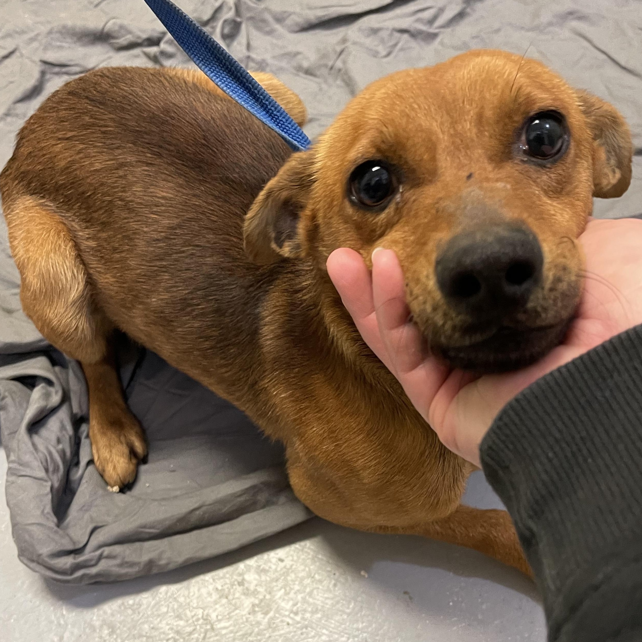 Squirrel , ADOPTABLE, Adult Male Mixed Breed.