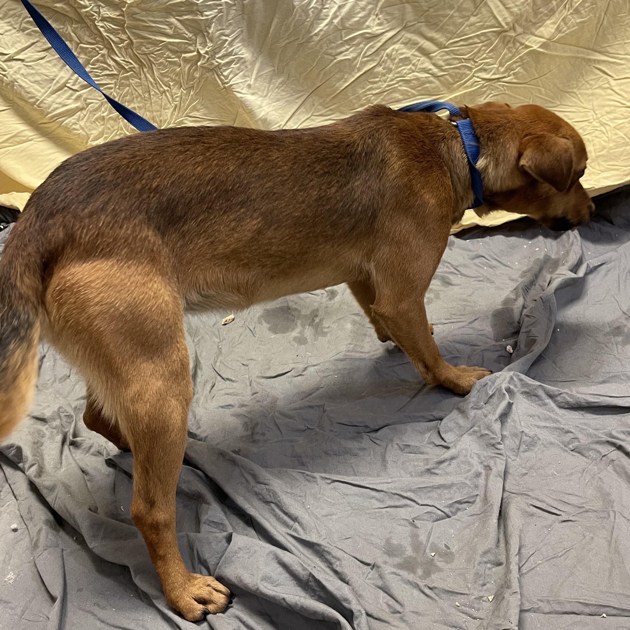 Enlarge Squirrel , a ADOPTABLE Mixed Breed in Farmville, VA image 2/3