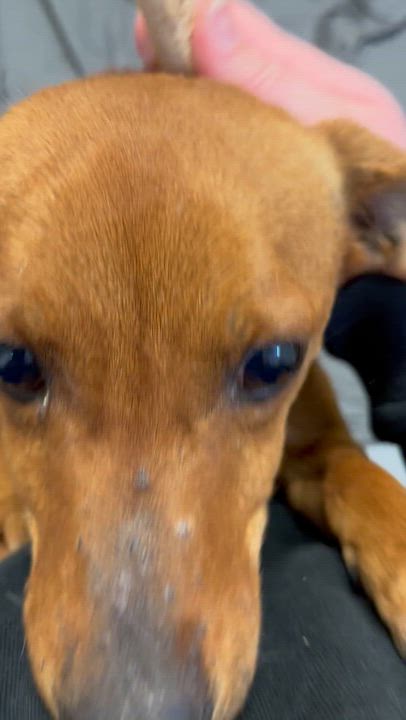 Enlarge Squirrel , a ADOPTABLE Mixed Breed in Farmville, VA video 3/3