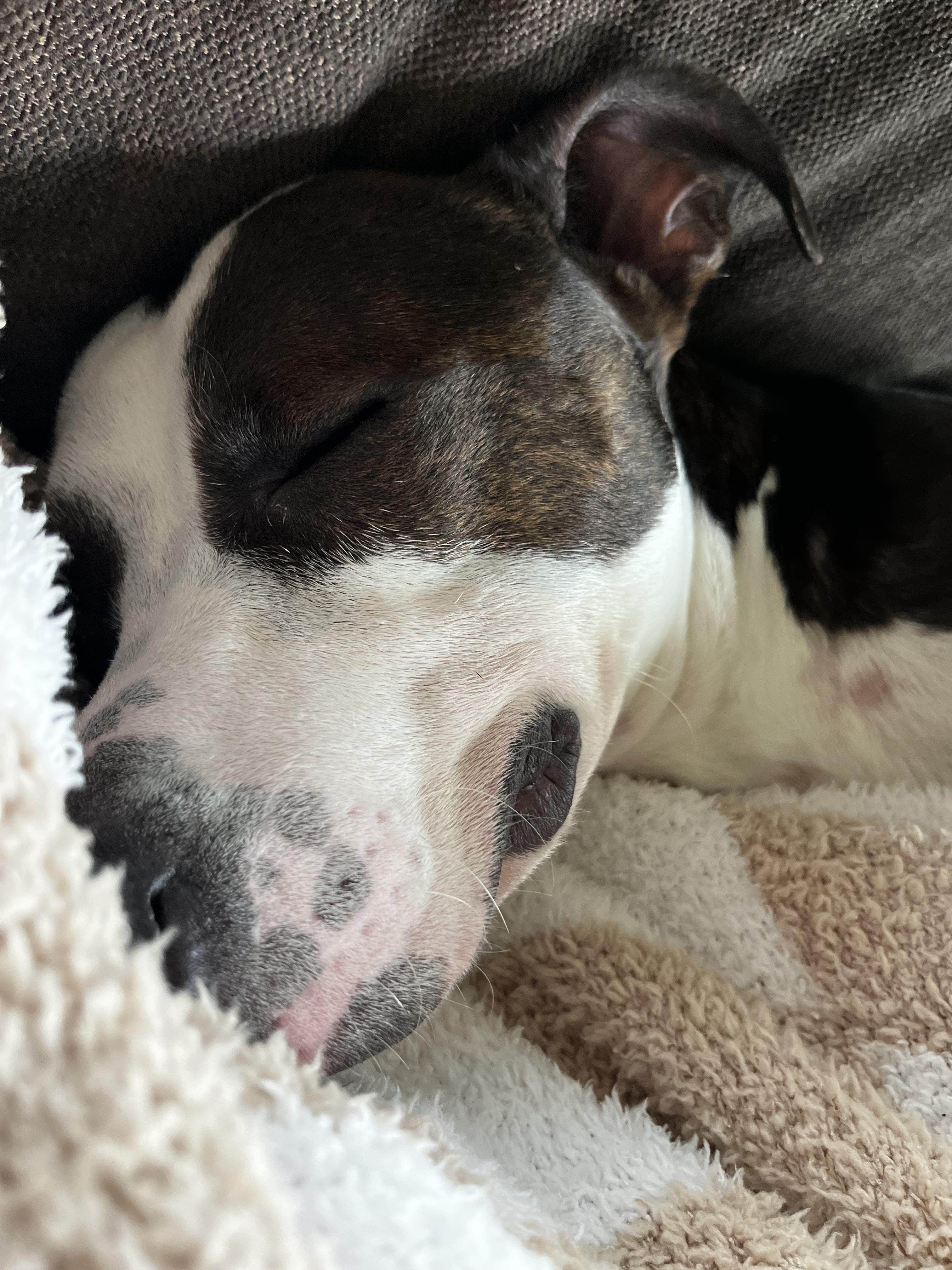 Enlarge Nino, a Adoptable mixed breed in INDIANAPOLIS, IN image 4/6