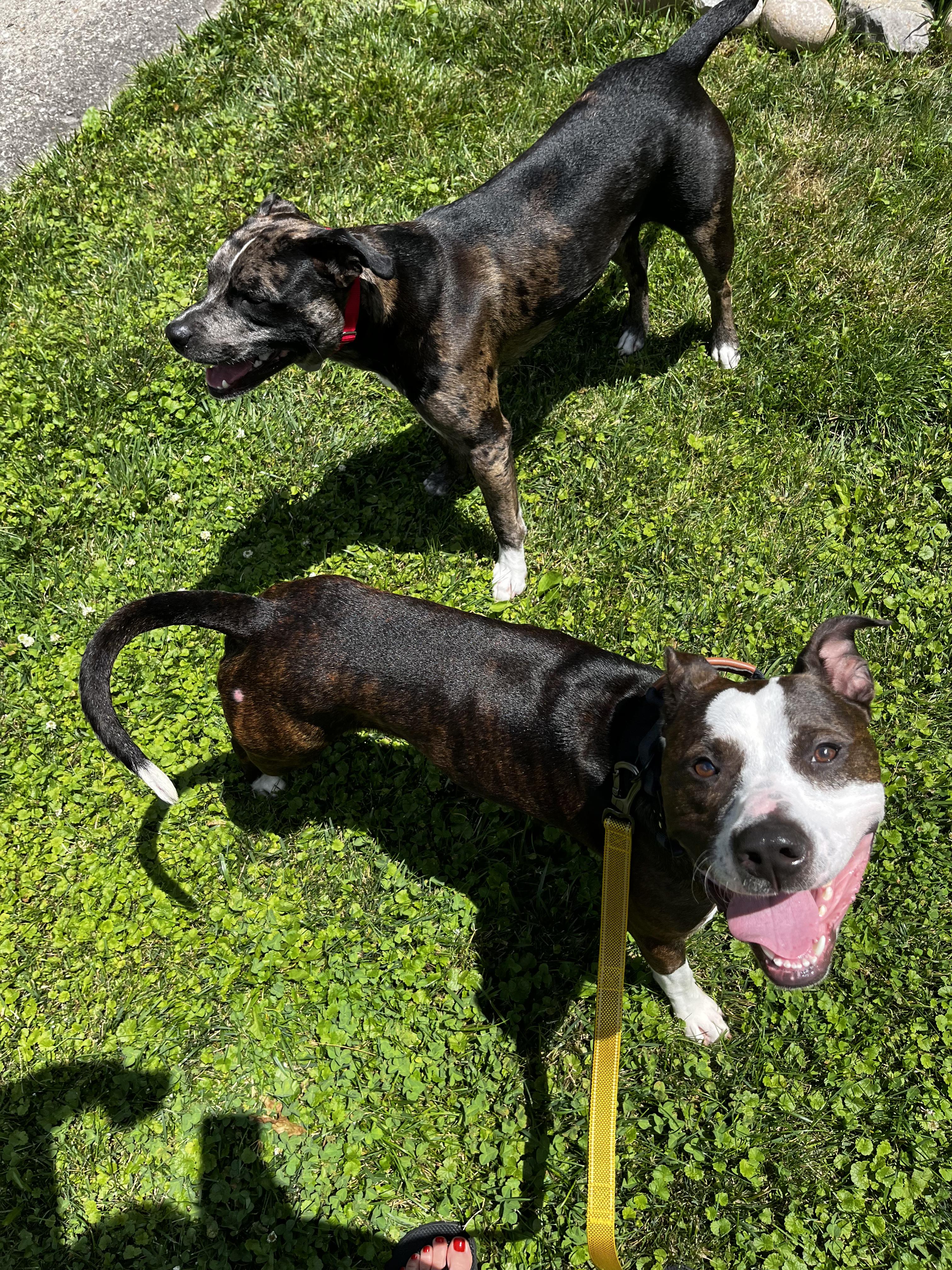 Enlarge Nino, a Adoptable mixed breed in INDIANAPOLIS, IN image 3/6