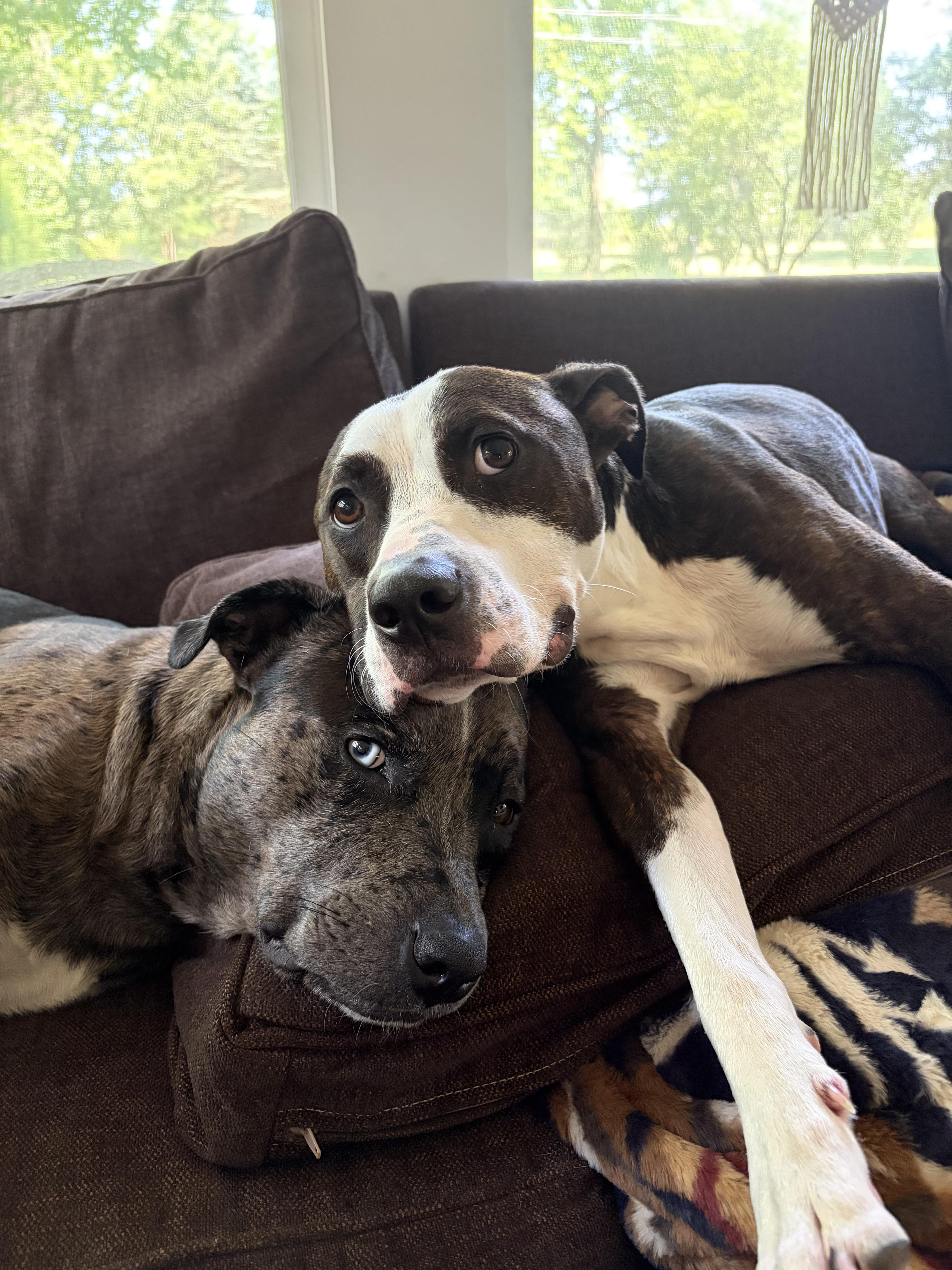 Enlarge Nino, a Adoptable mixed breed in INDIANAPOLIS, IN image 6/6