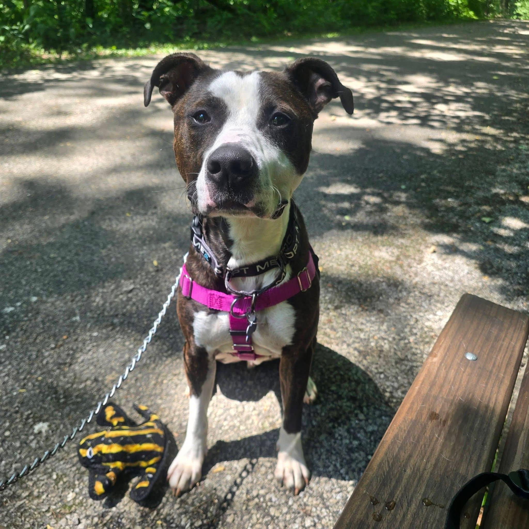 Enlarge Nino, a Adoptable mixed breed in INDIANAPOLIS, IN image 2/6