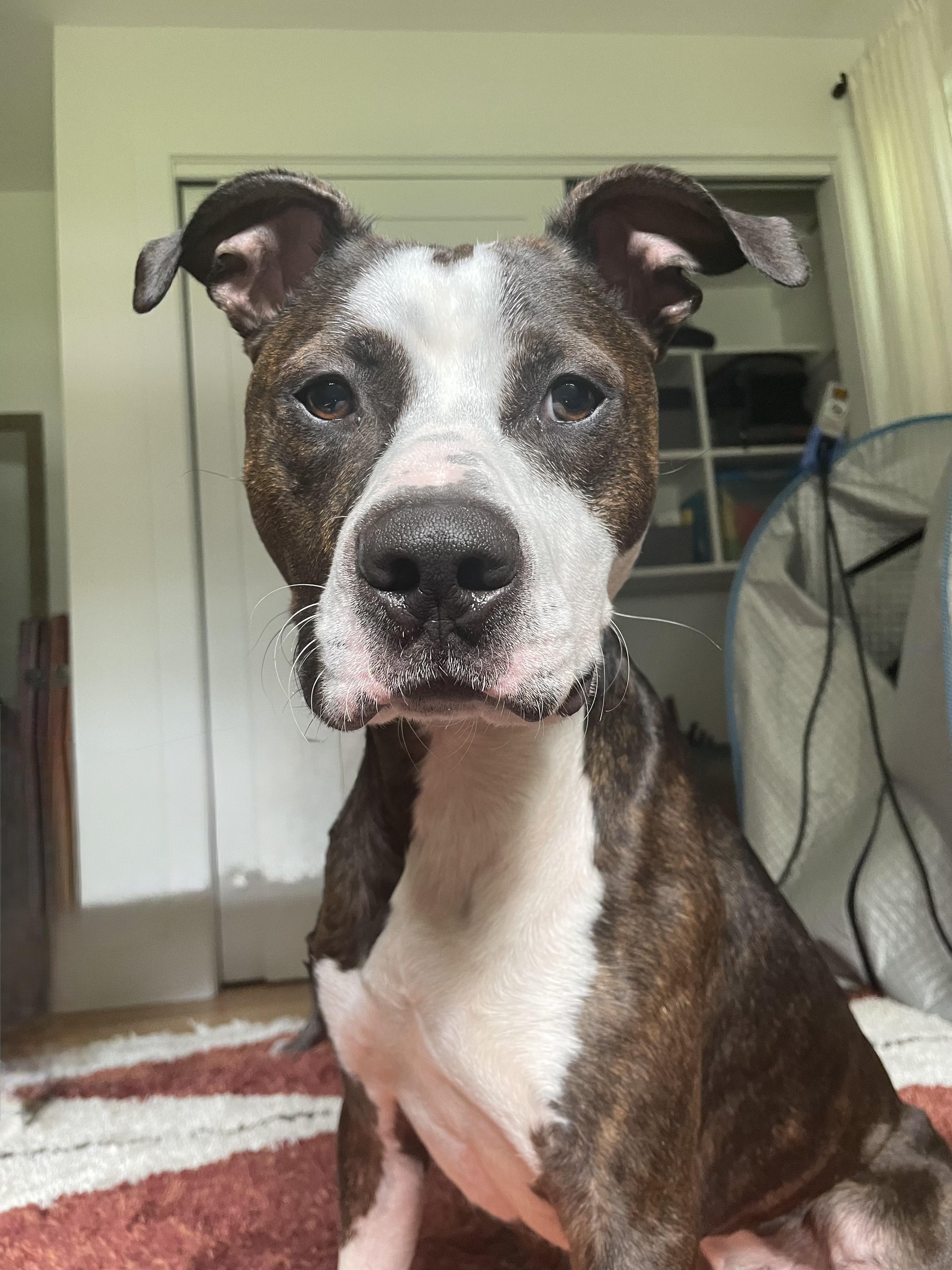 Enlarge Nino, a Adoptable mixed breed in INDIANAPOLIS, IN image 5/6