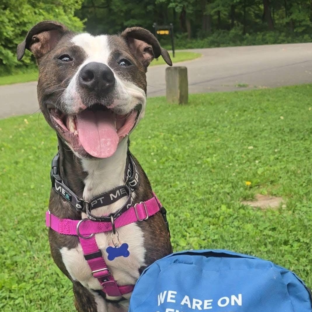 Nino, Adoptable, Adult Male Pit Bull Terrier & Boxer.