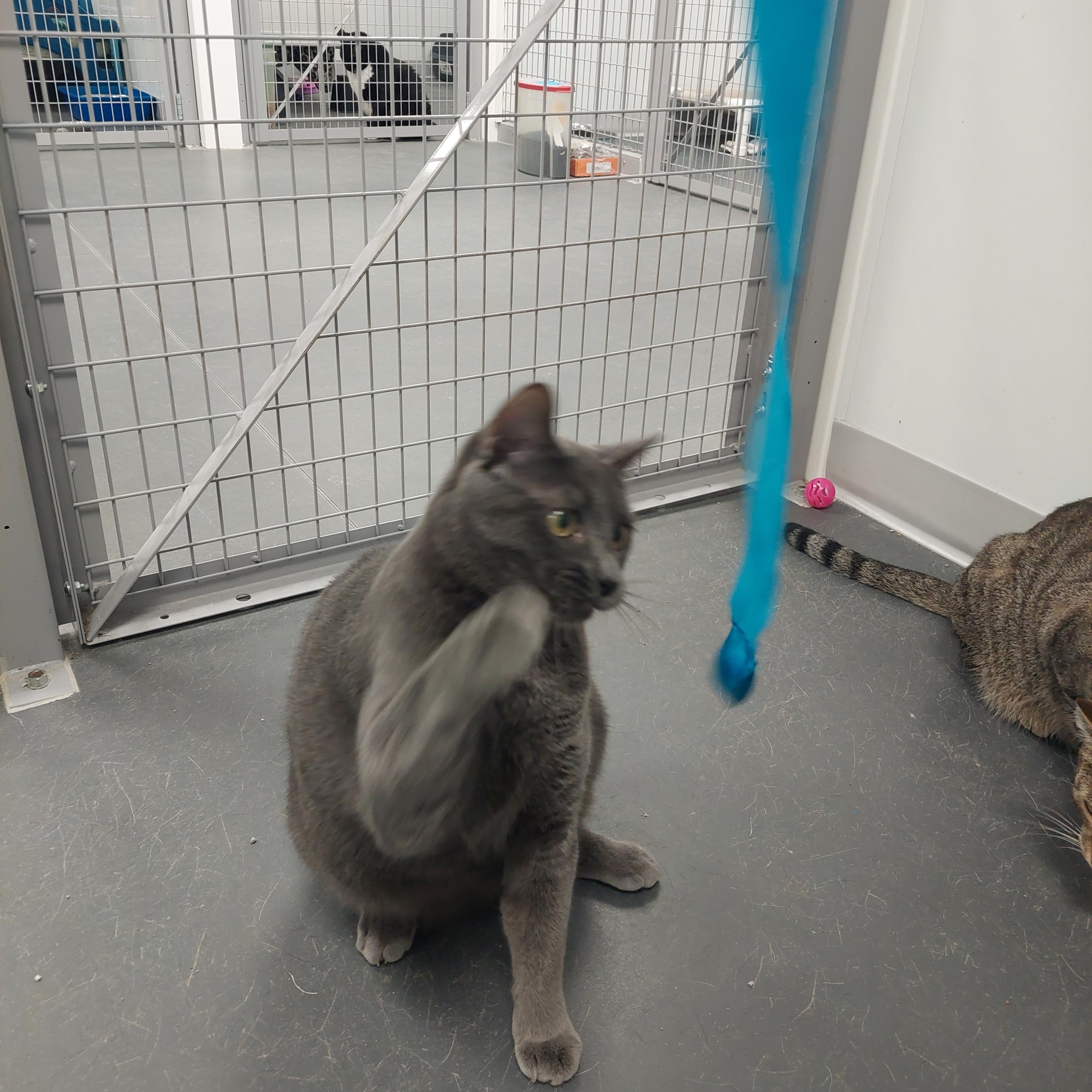 Enlarge Whopper, a Adoptable Domestic Short Hair in Williamsport, PA image 2/2