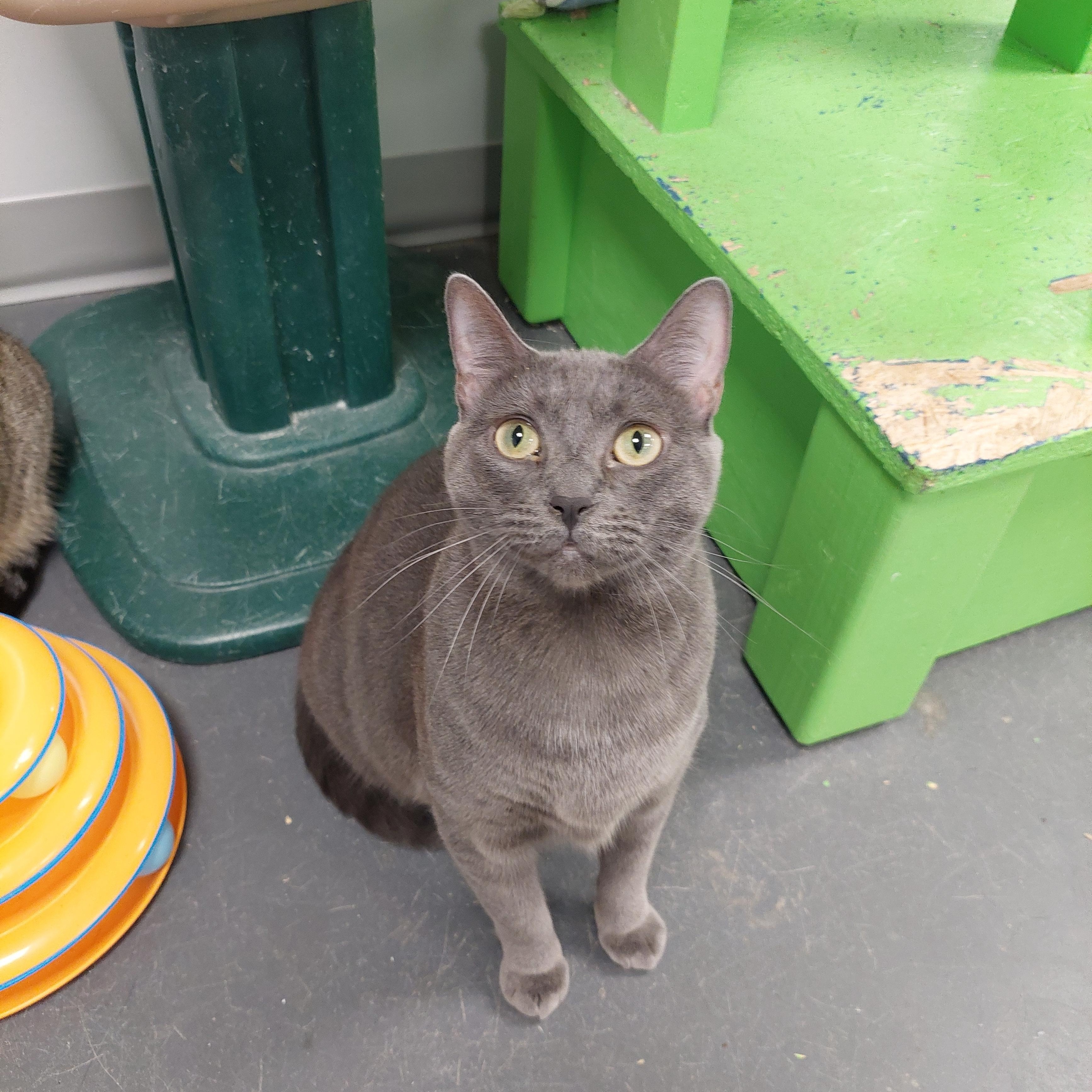 Whopper, Adoptable, Adult Female Domestic Short Hair.